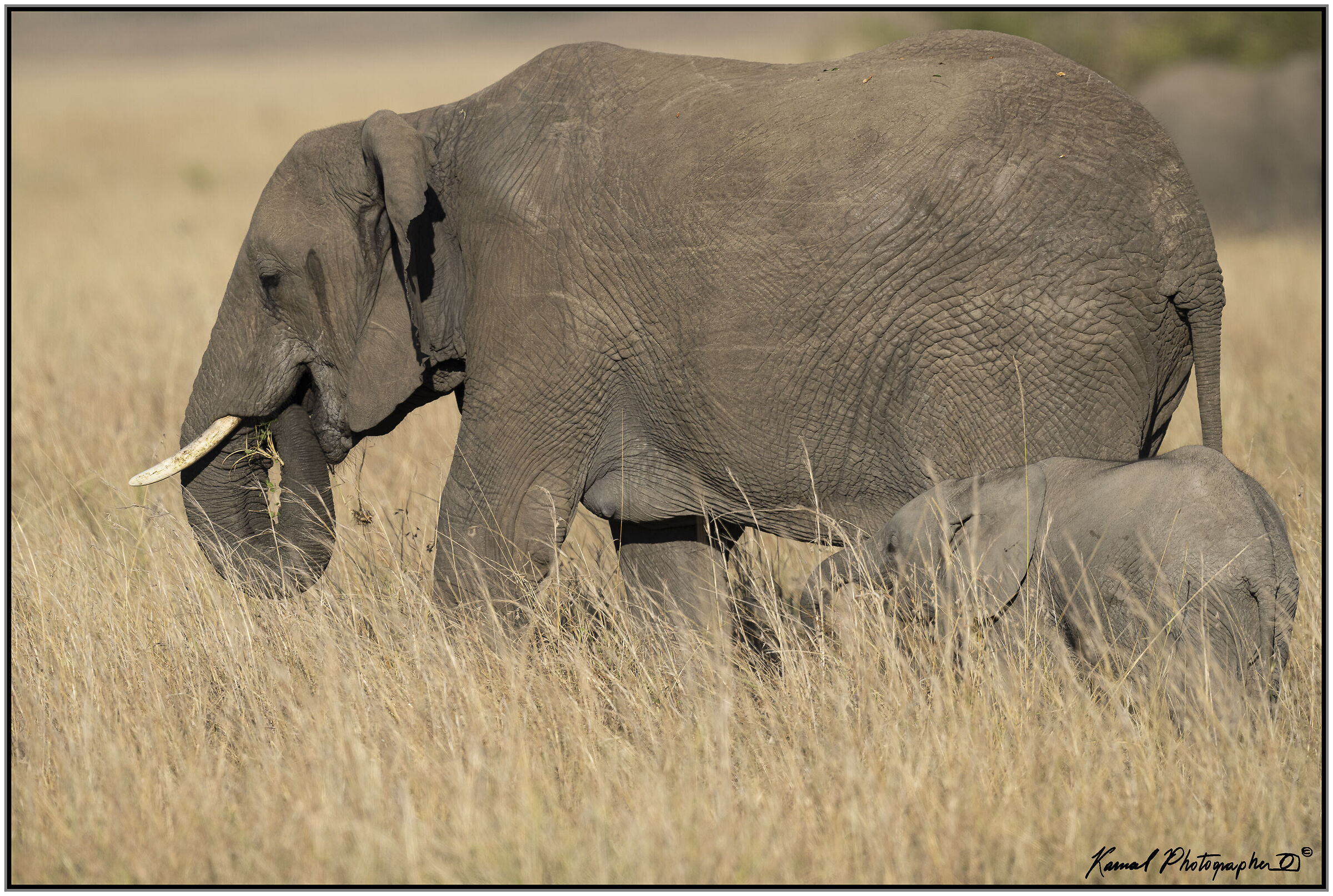 Female Loxodonta africana