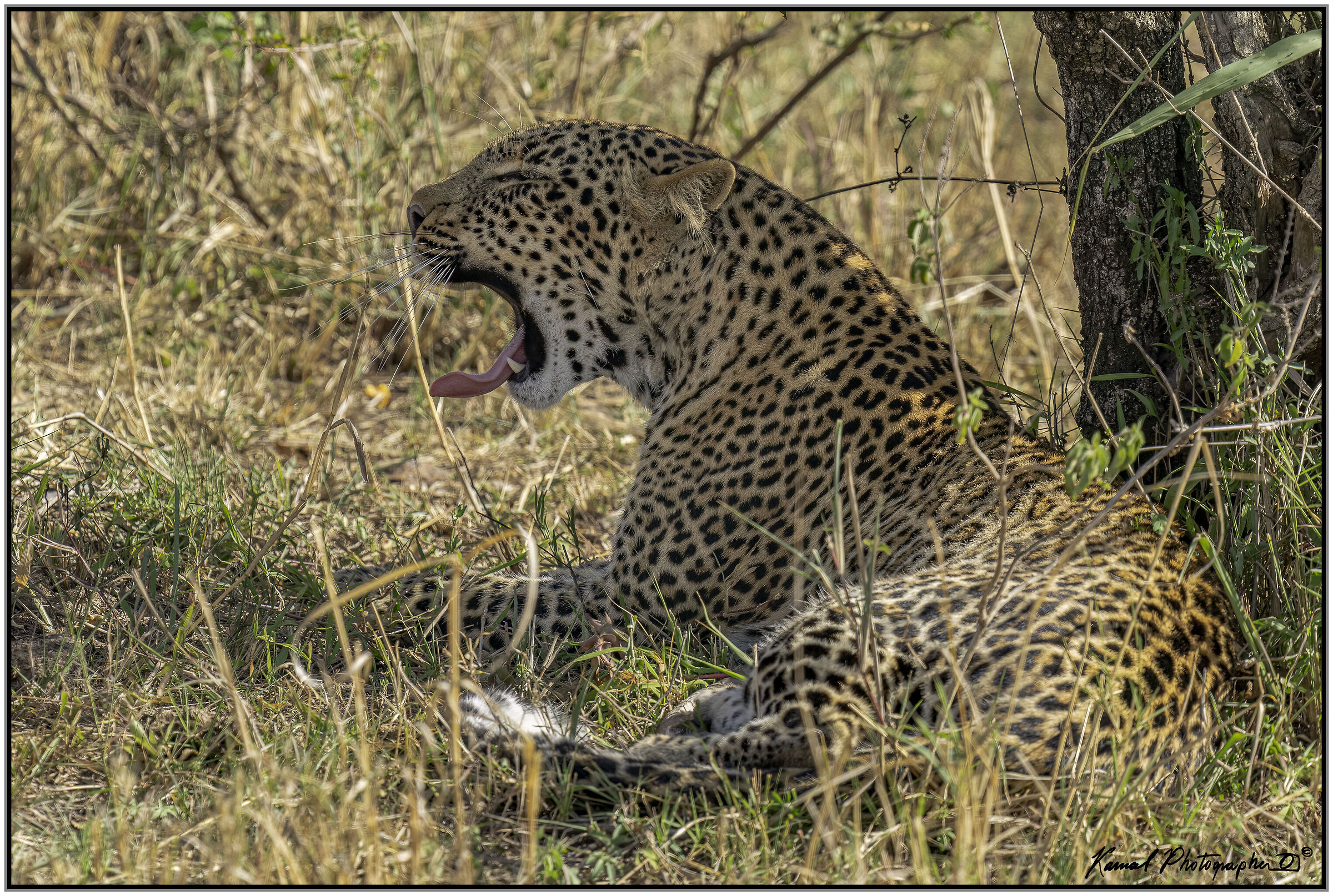 Panthera pardus