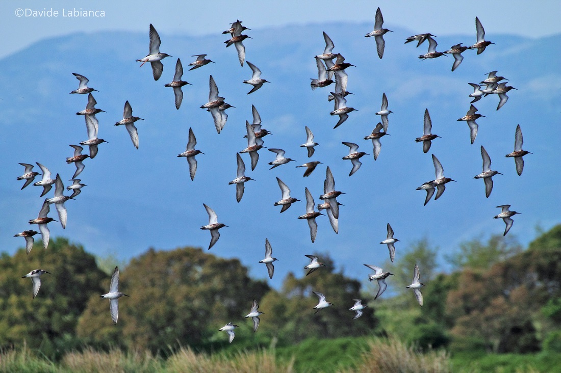 sandpipers in flight