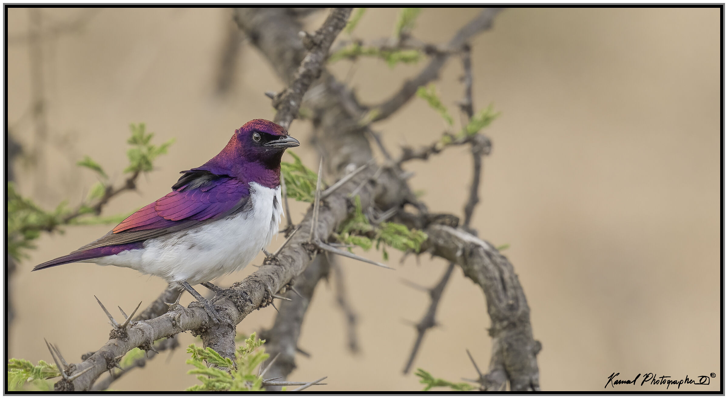 Cinnyricinclus leucogaster