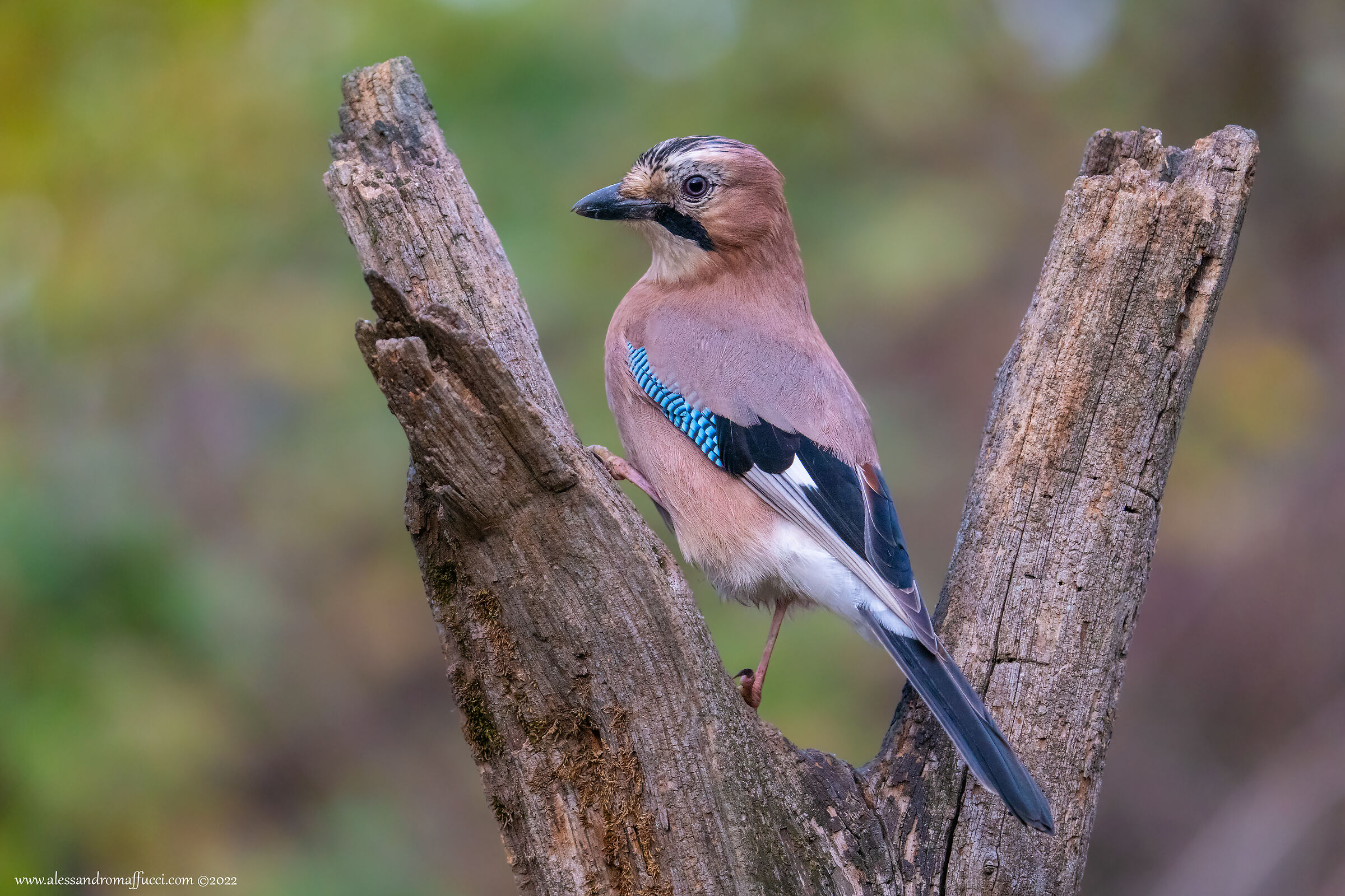 Ghiandaia al bivio...