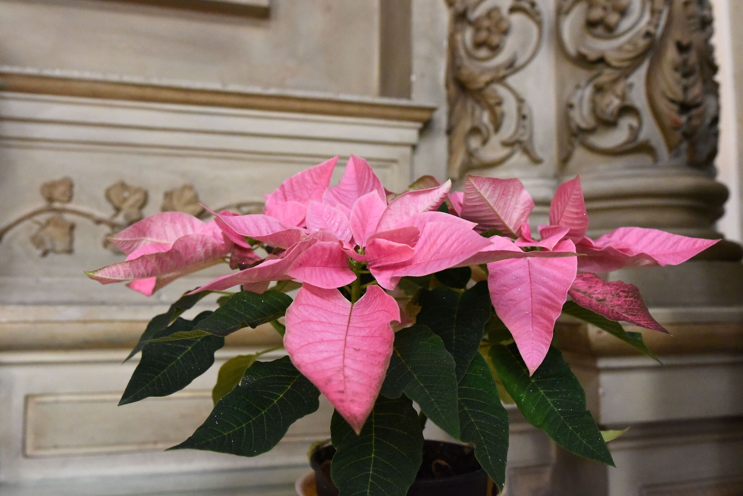" ISO 12. 8 0 0 ", F. 6.7, 1/ 250- Sigma 28, 1.4 A...