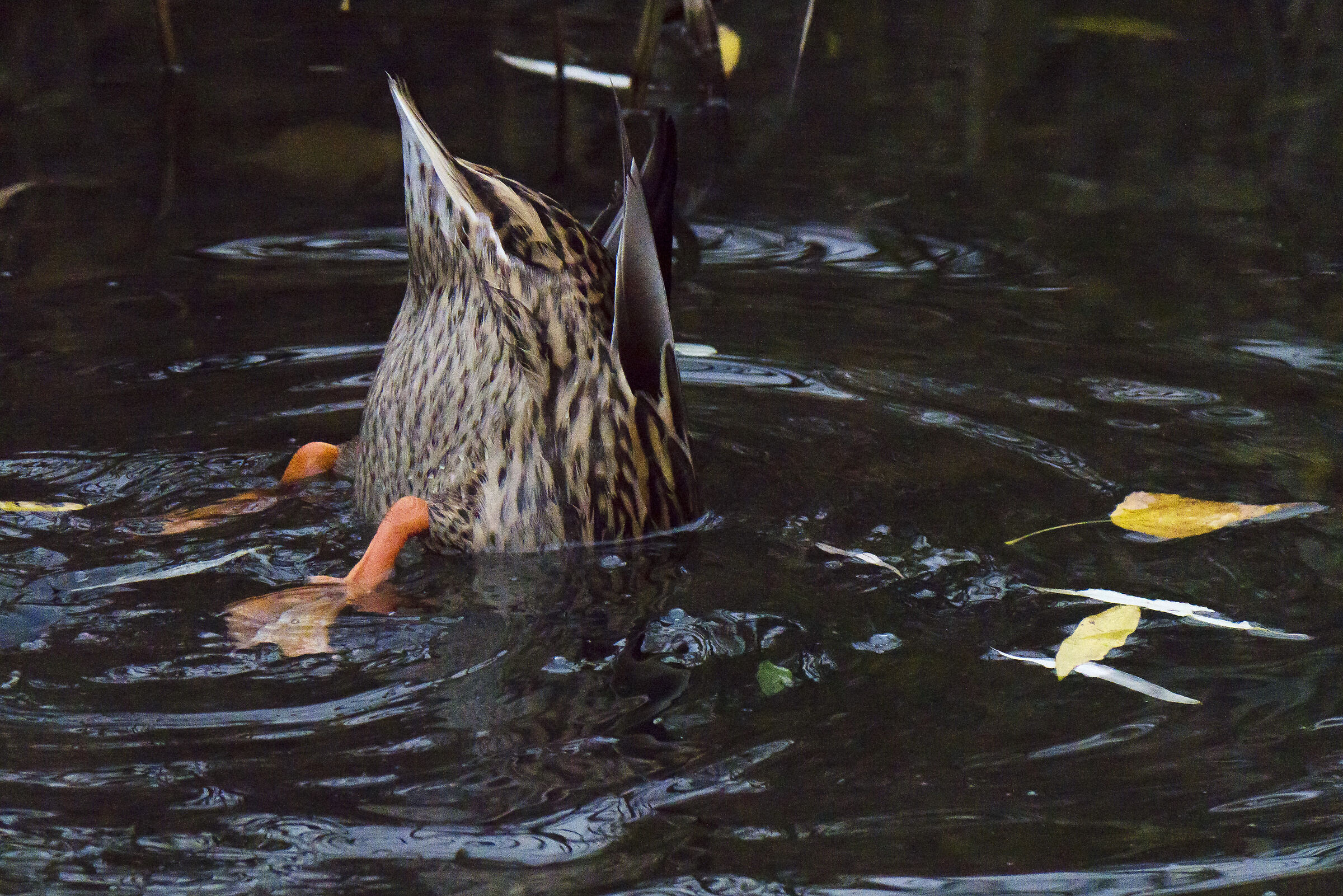 Che bisogna fare per vivere!