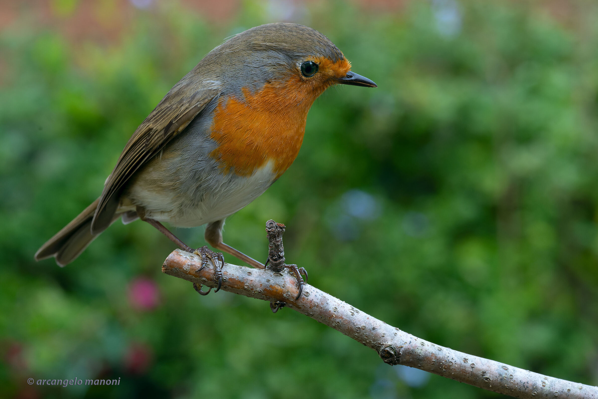 The joy of using a macro on birds