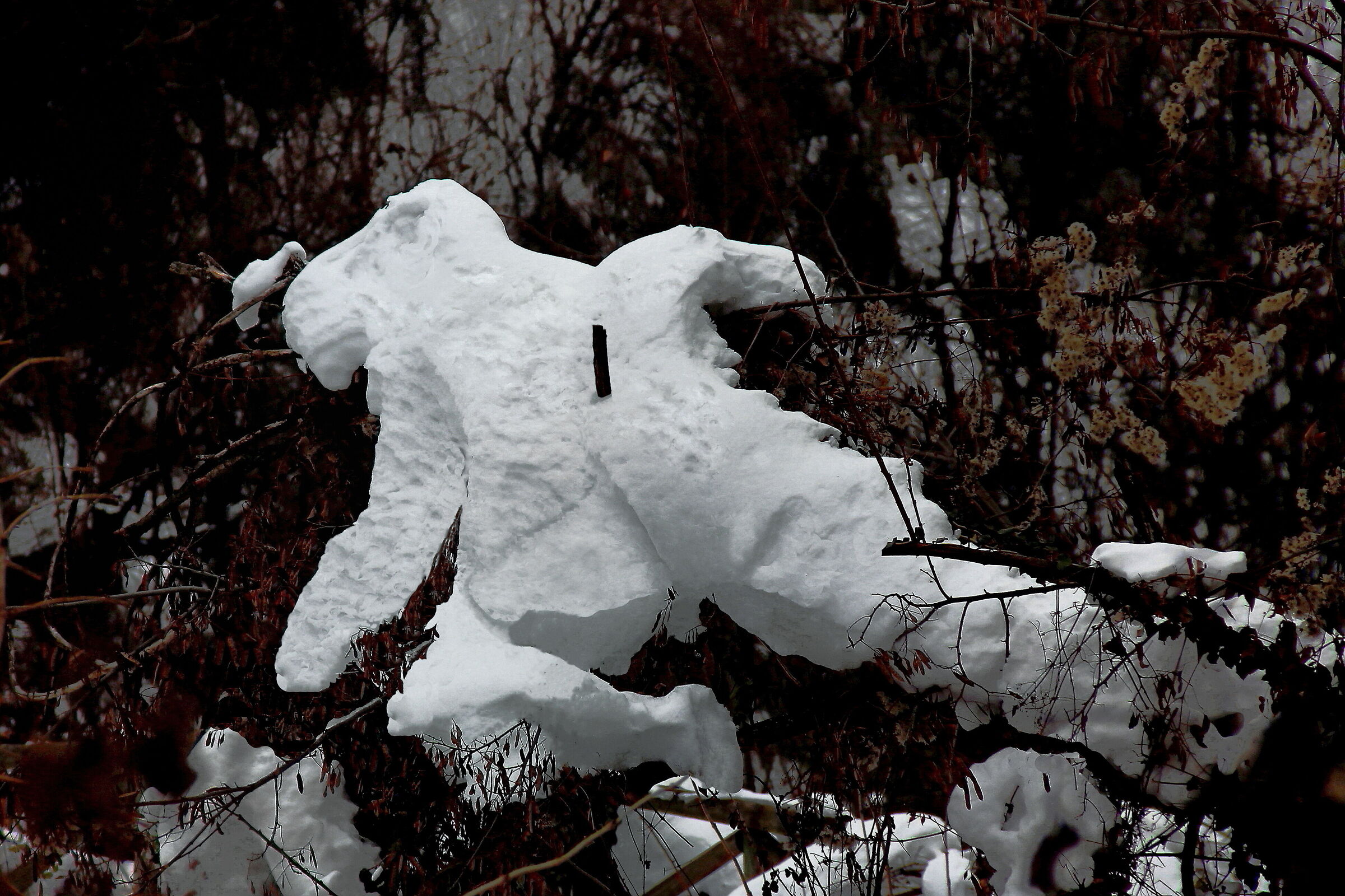 I told you not to climb the tree..!