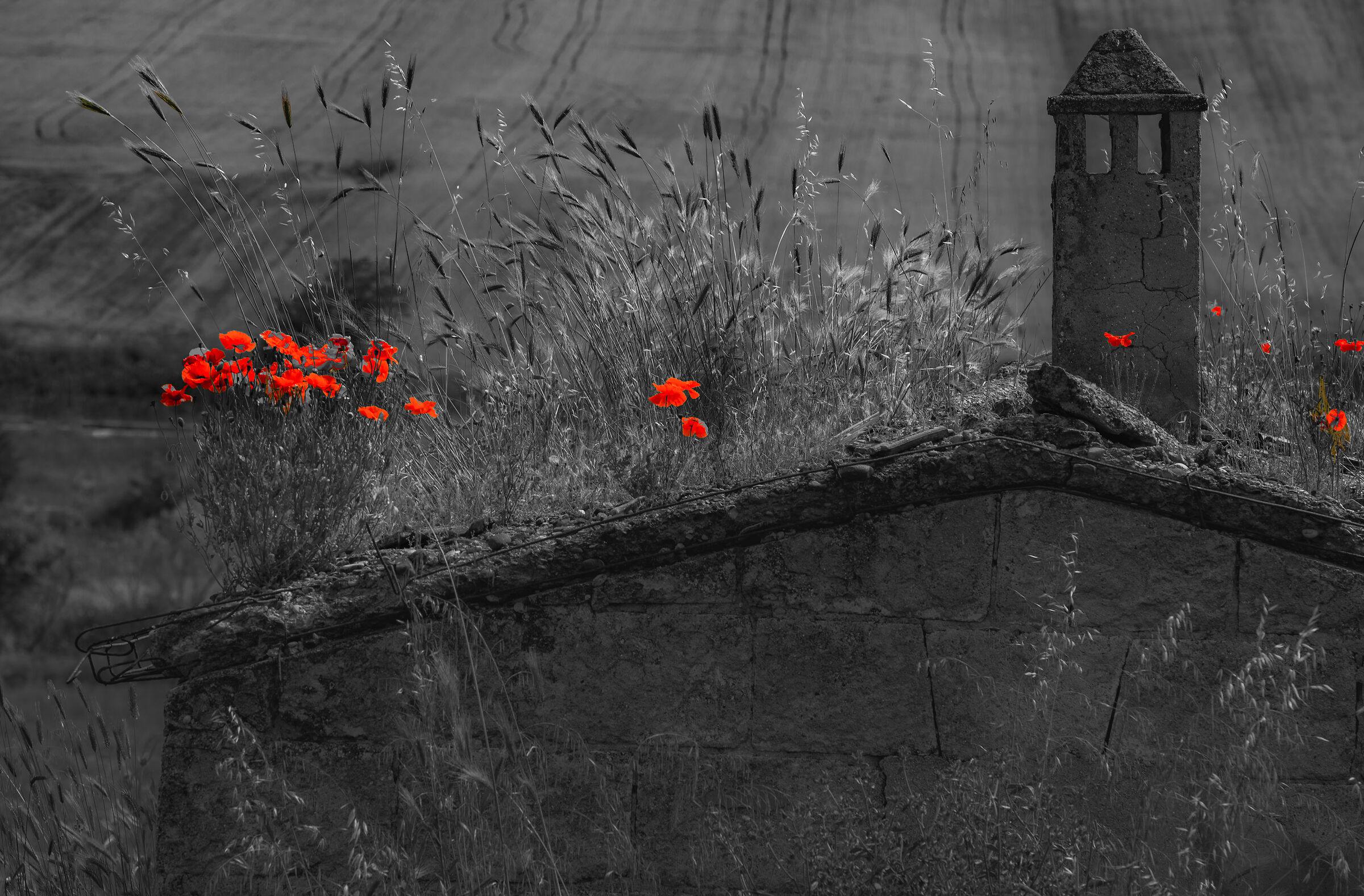 la dove nascono i papaveri