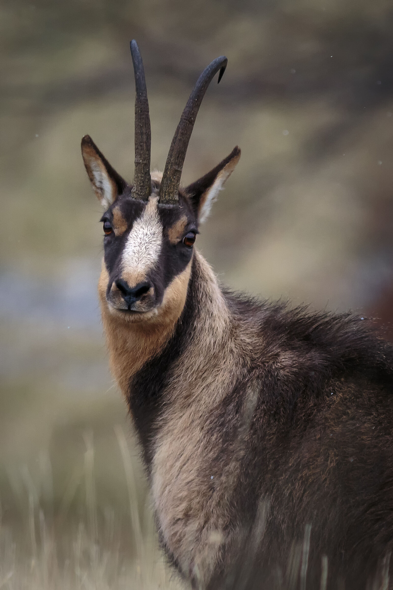 Abruzzo Chamois 3