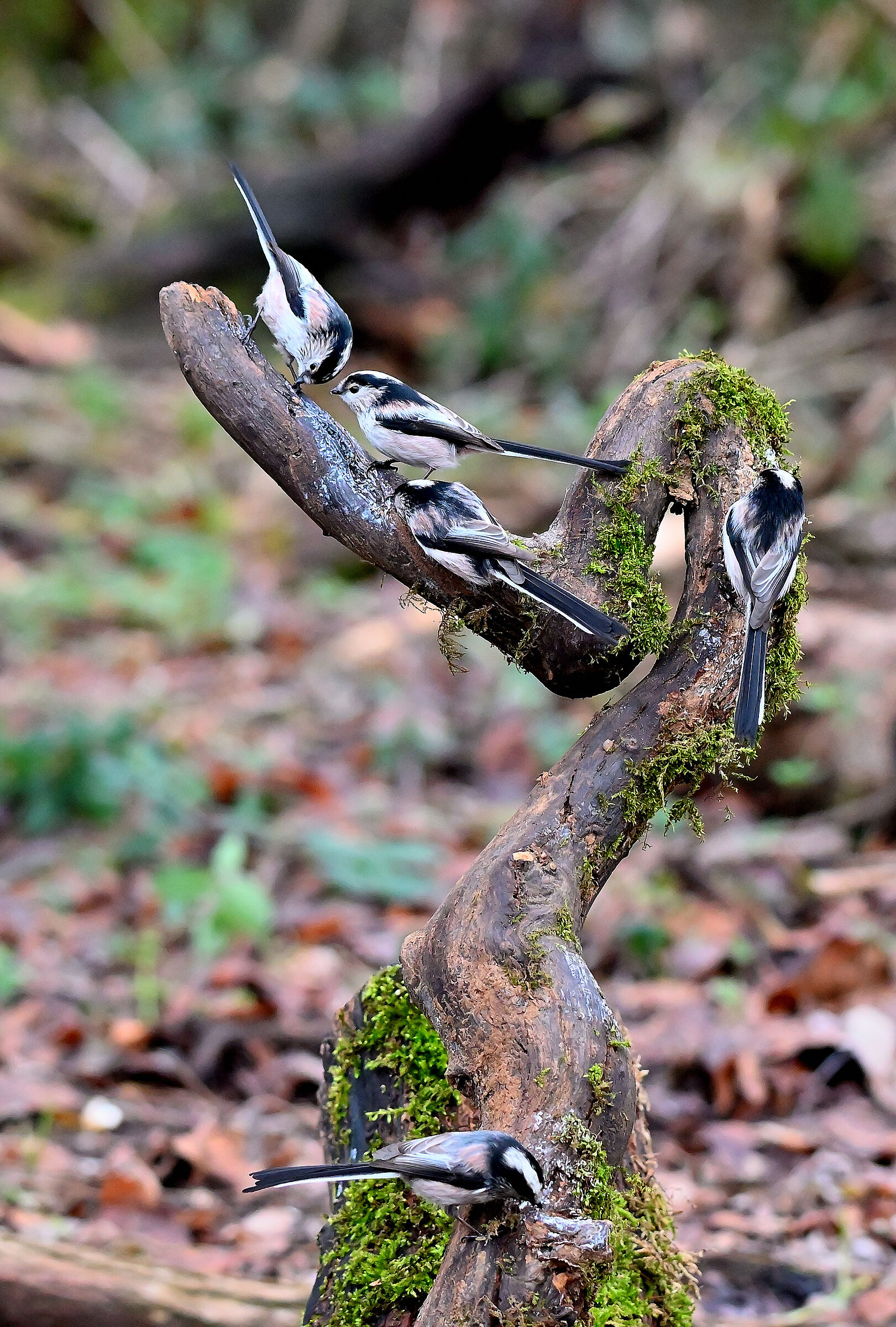 tutti a pranzo--codibugnoli