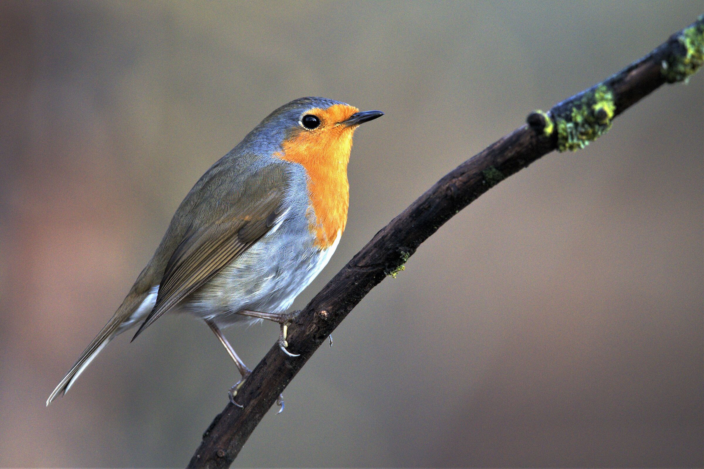 it's always nice to take a shot.... to the robin