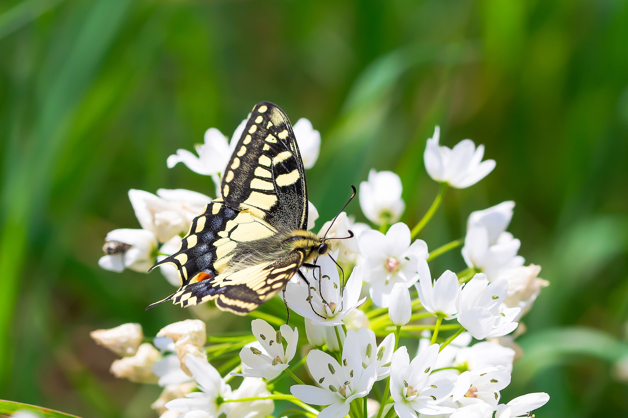 Papilio machaon