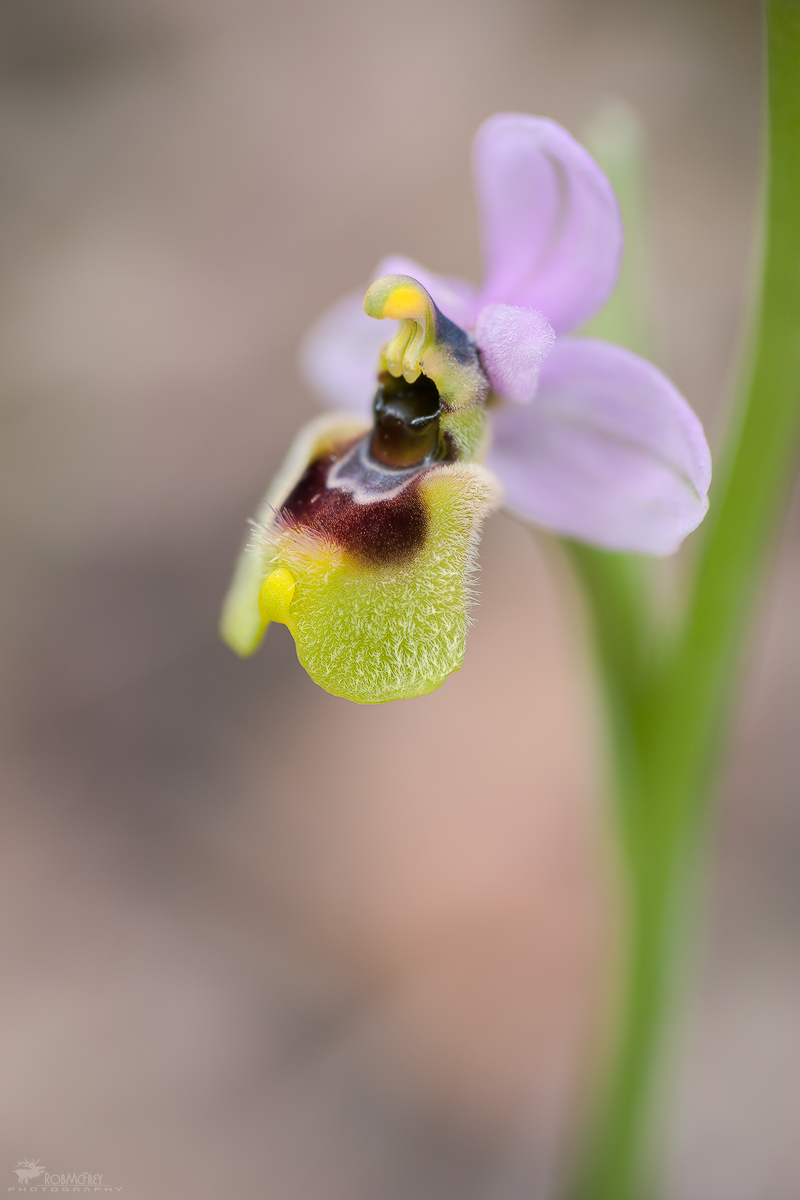 Ophrys tenthredinifera