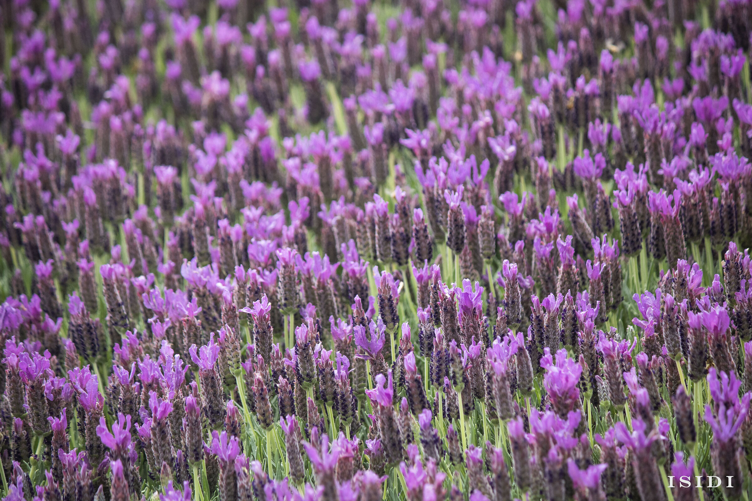 Lavandula L.