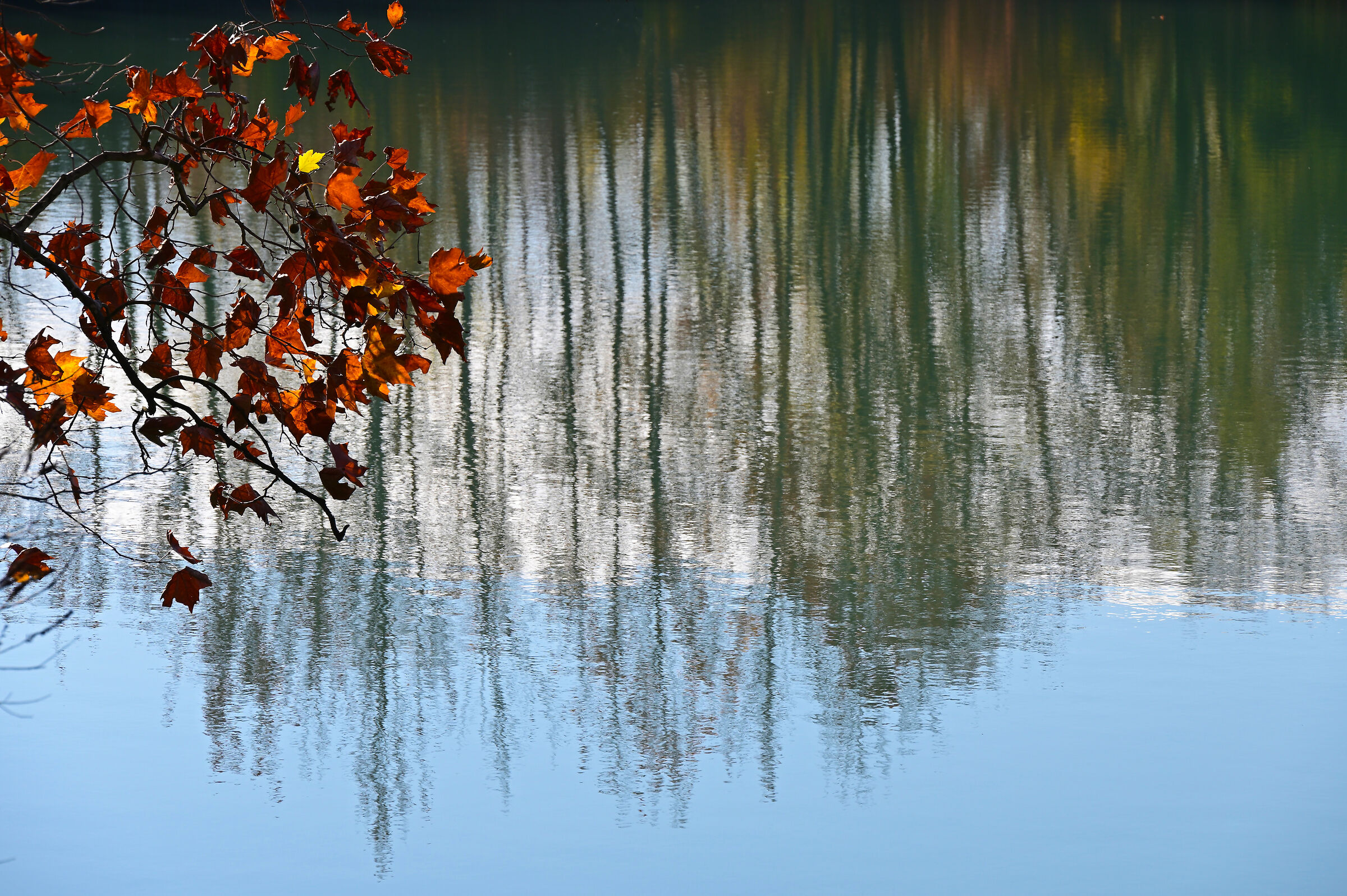 Last leaves.