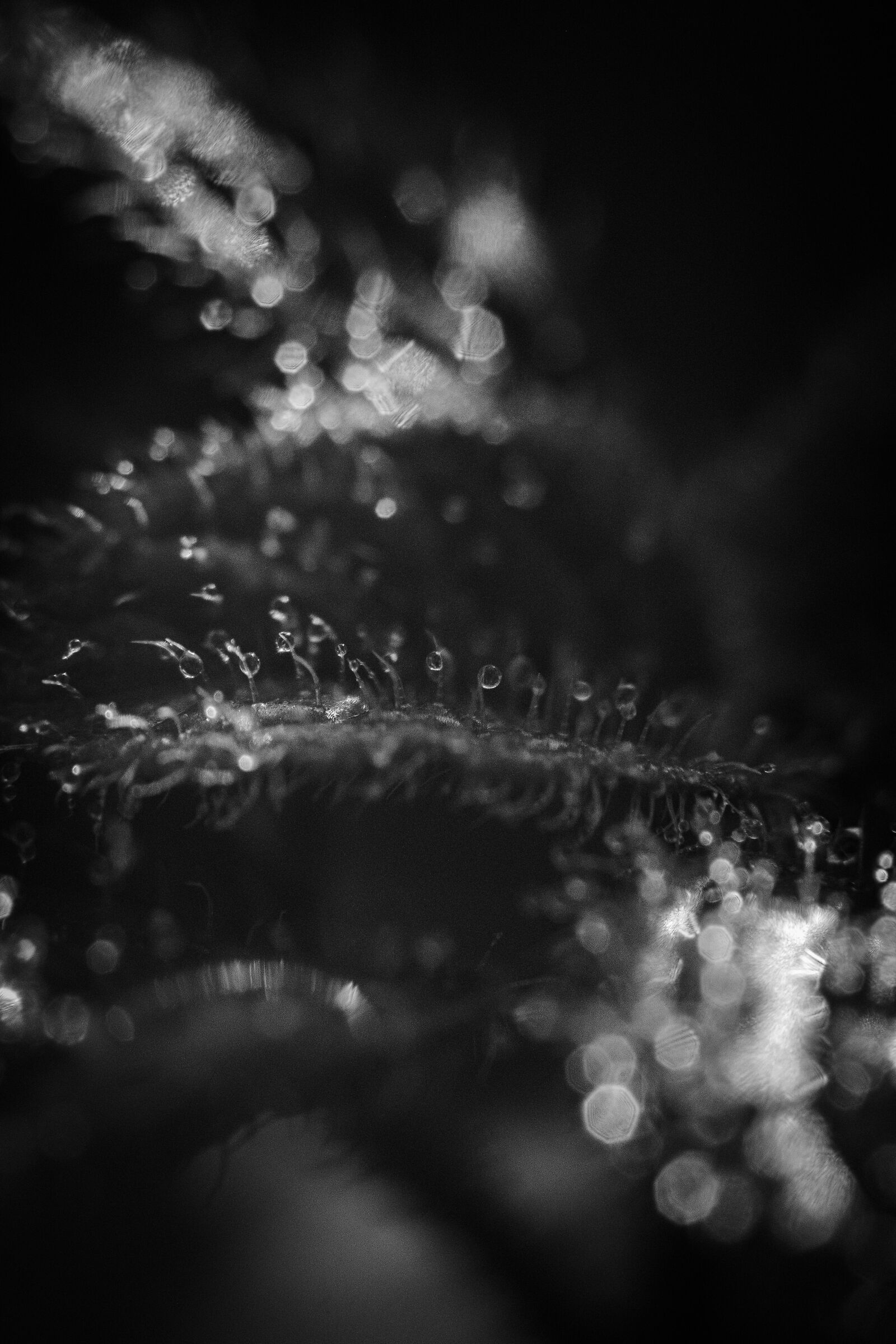 Macro Black and White