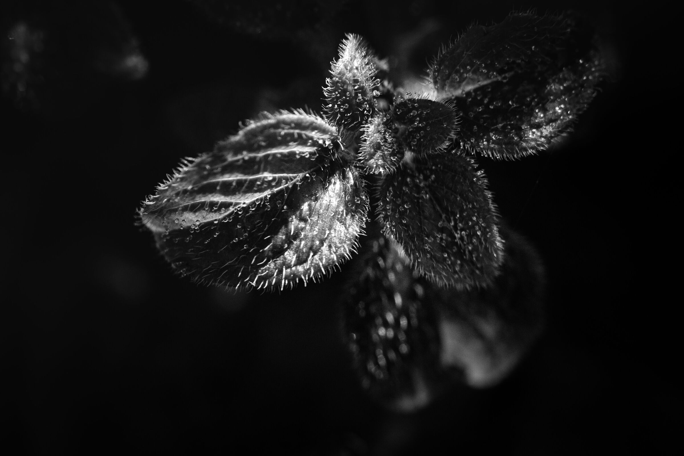 Macro Black and White