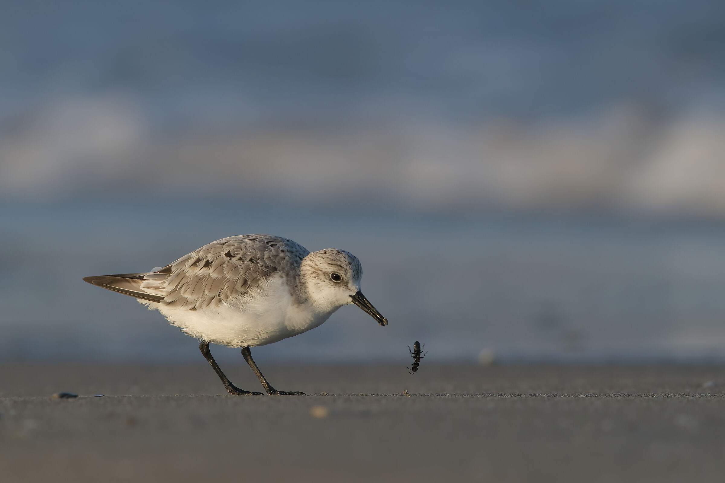 Three-toed sandpiper