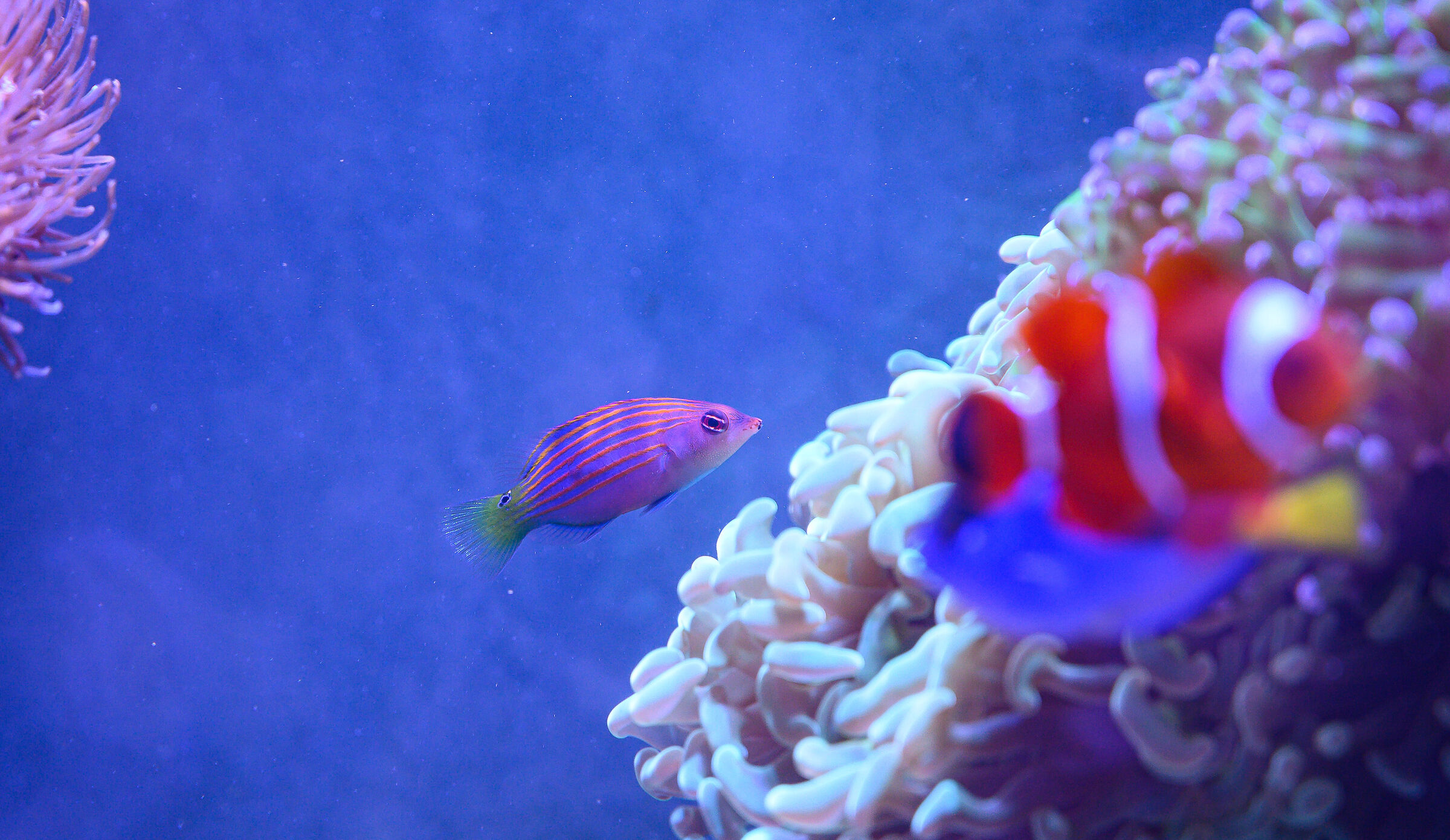 a me di Nemo e Dory......