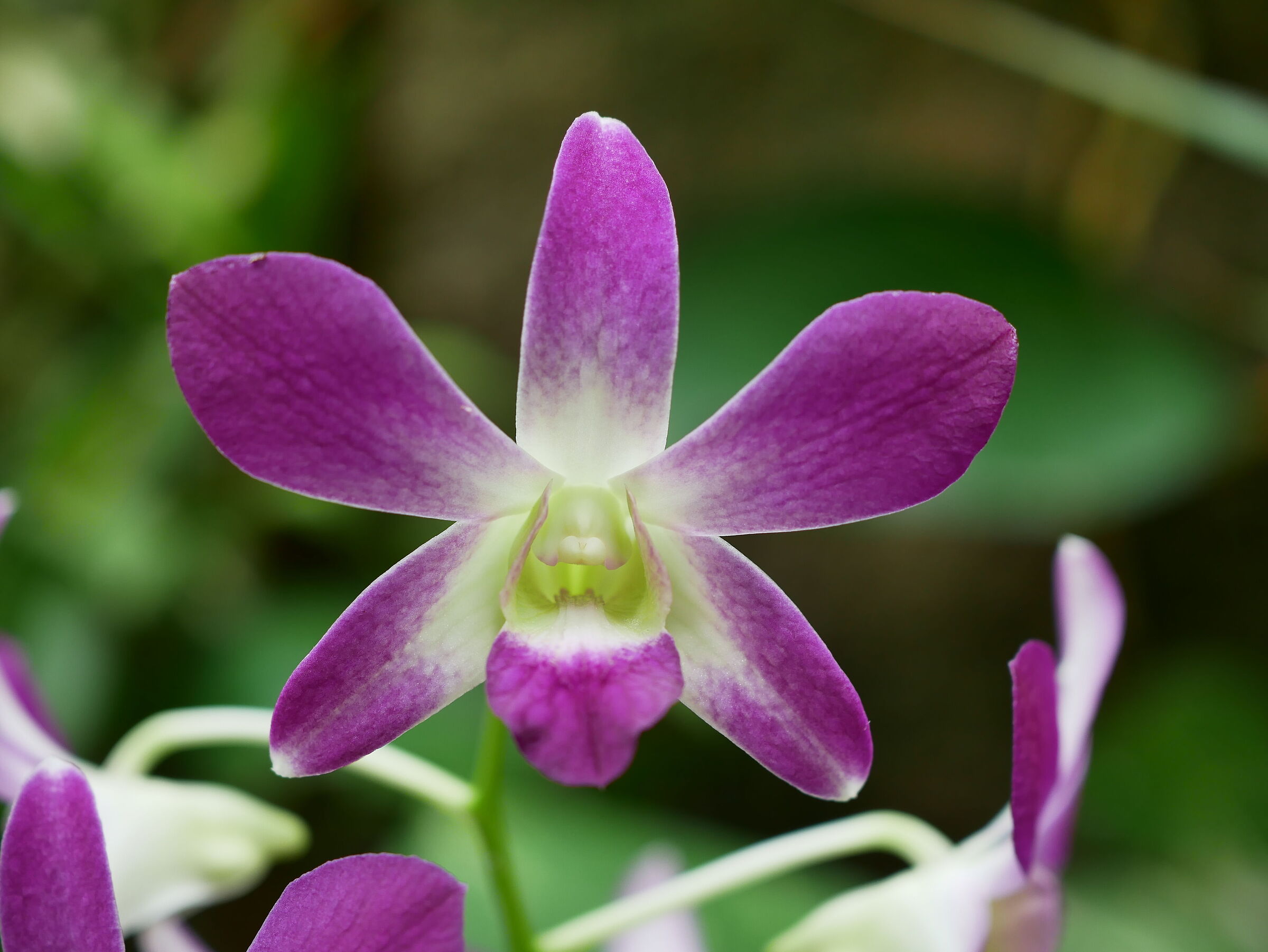 Orchidea 1