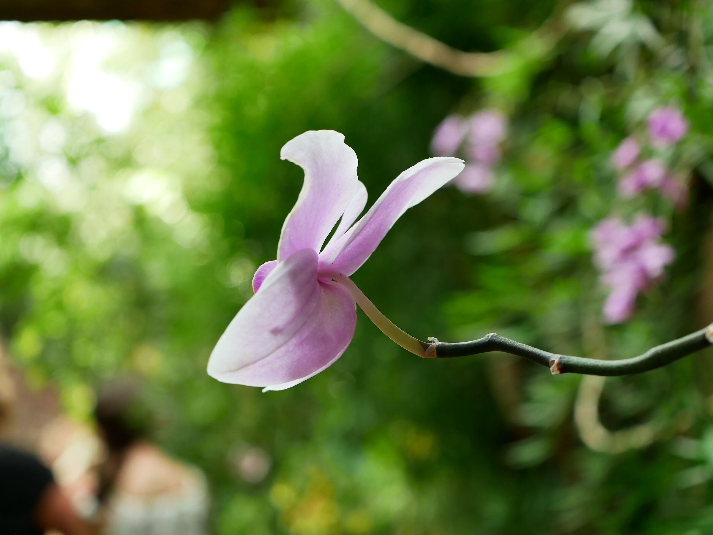 Orchidea 2