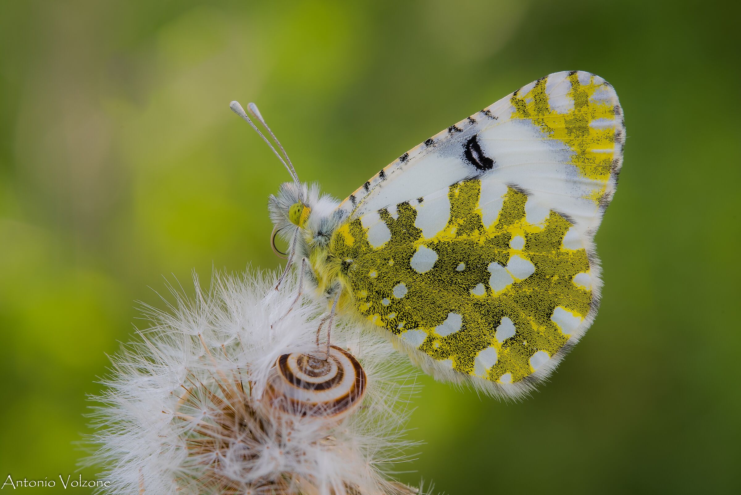 Euchloe ausonia