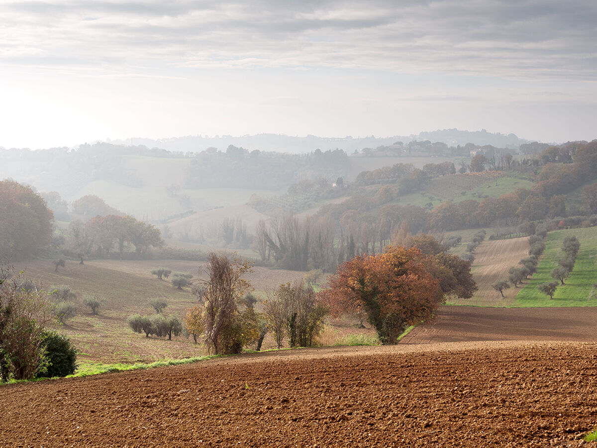Campagna Marchigiana