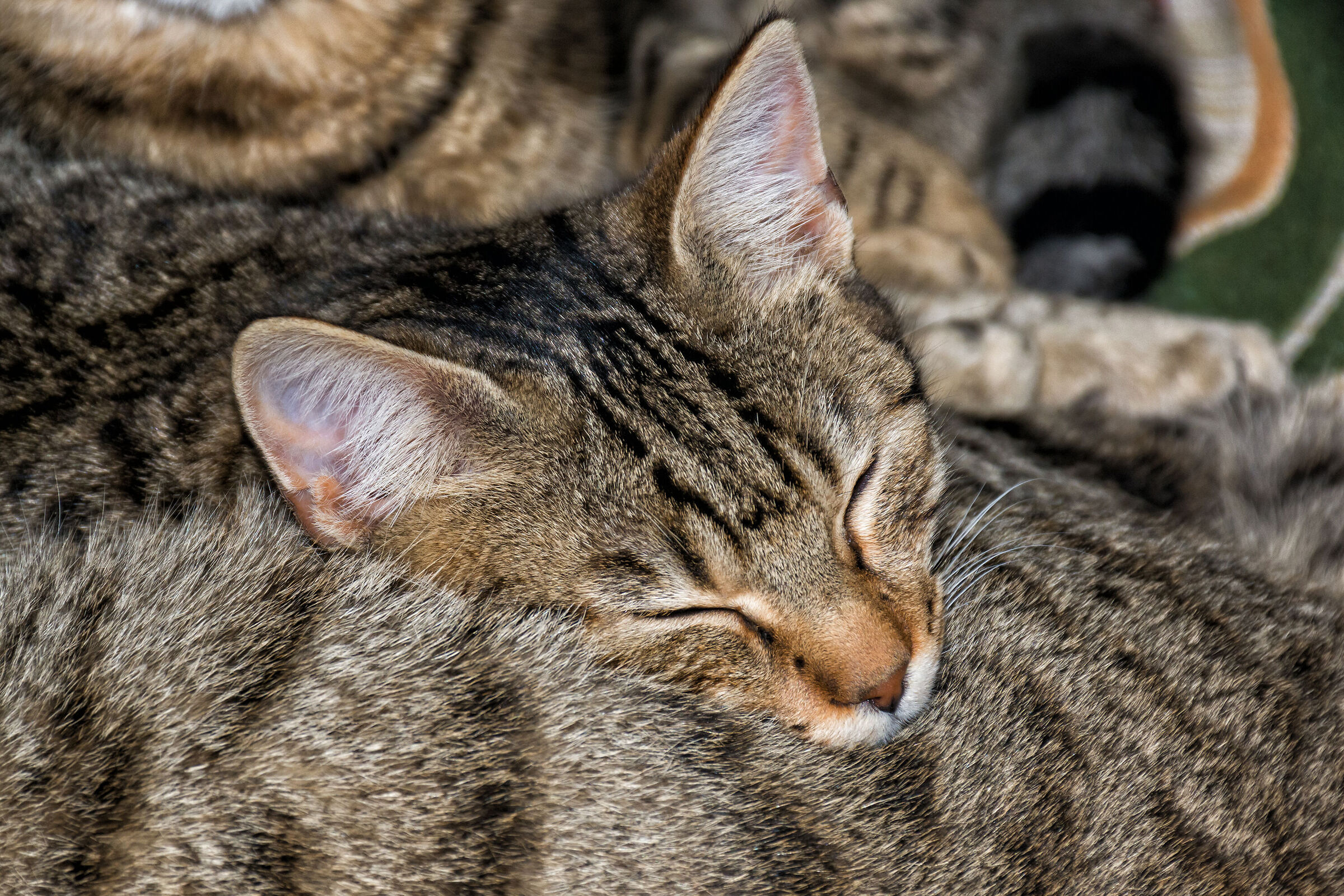 Sleeping on the soft