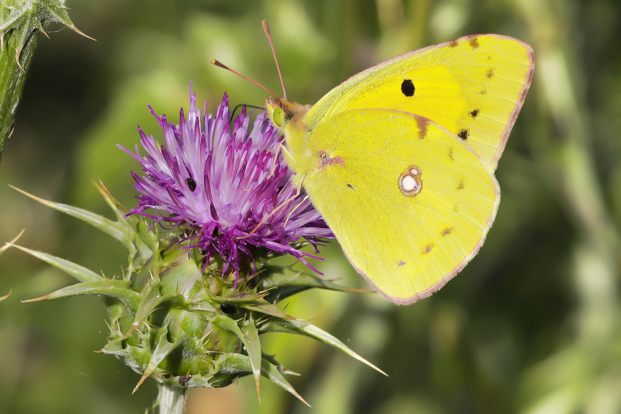 Colias crocea
