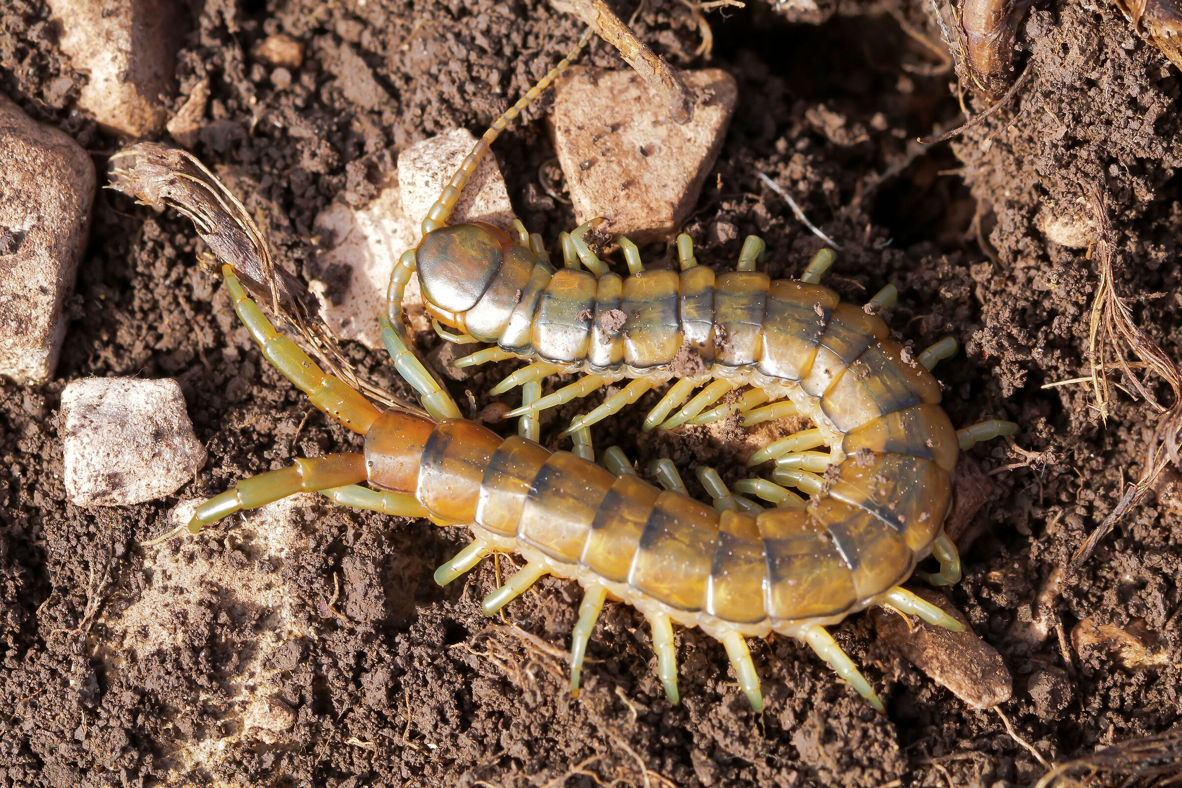 Scolopendra cingulata