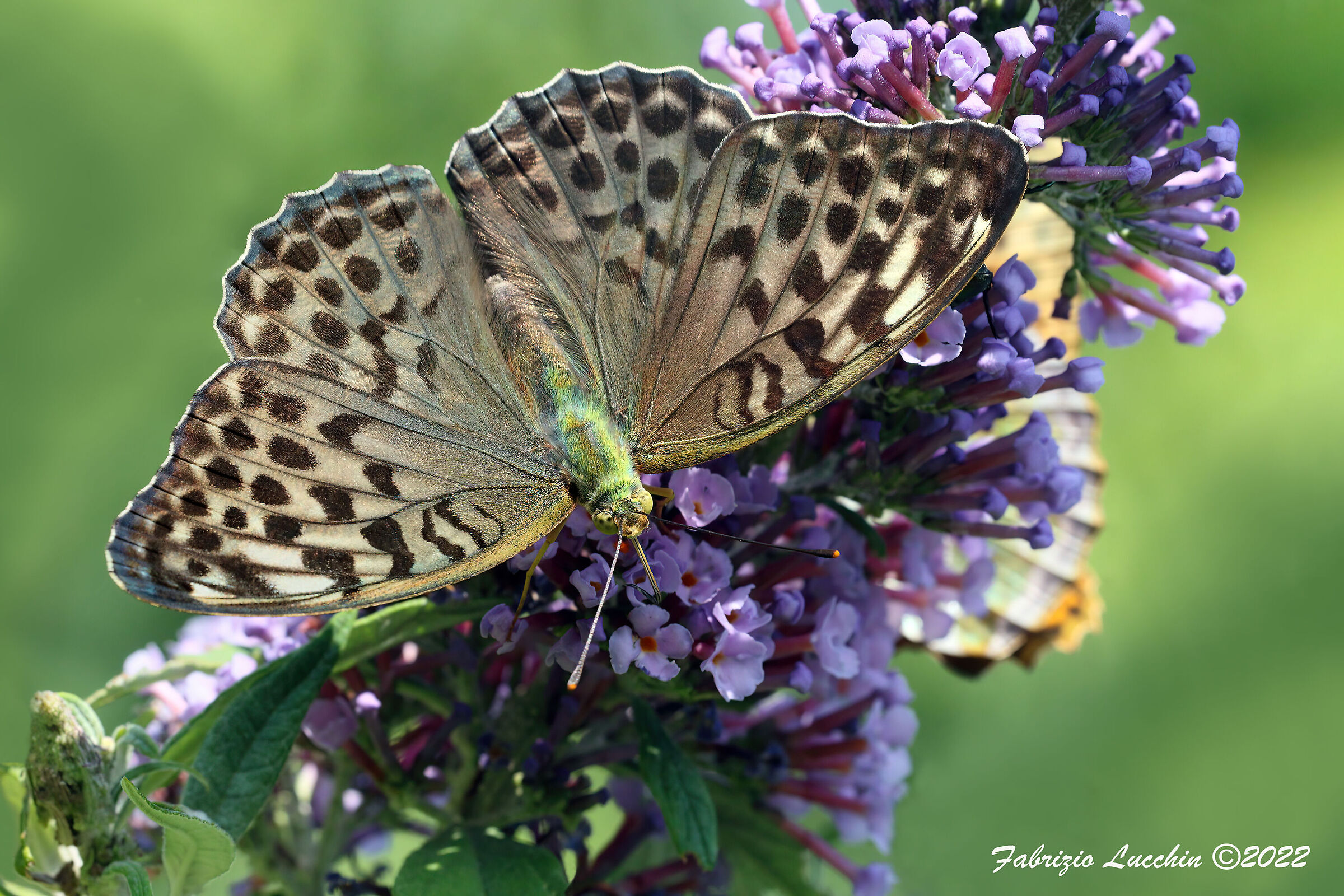 Argynnis paphia (Female f. valesina)