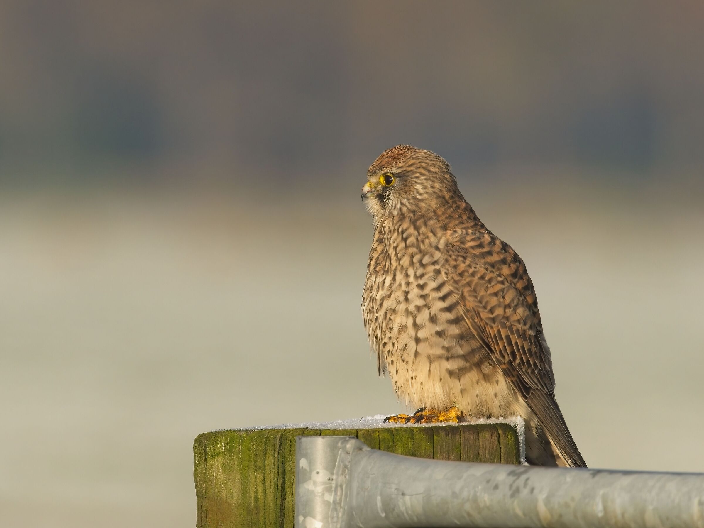 Gheppio europeo