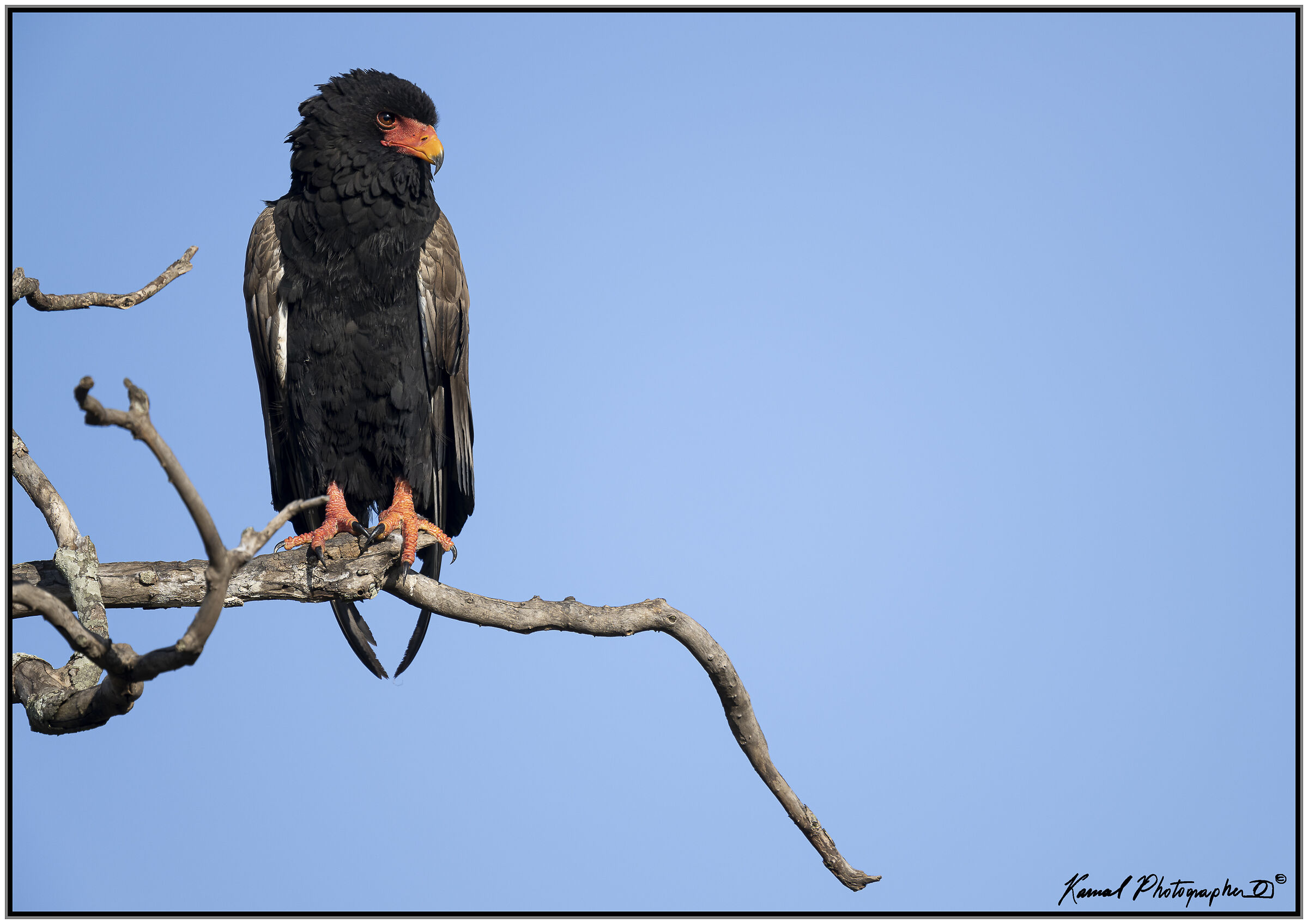 Terathopius ecaudatus