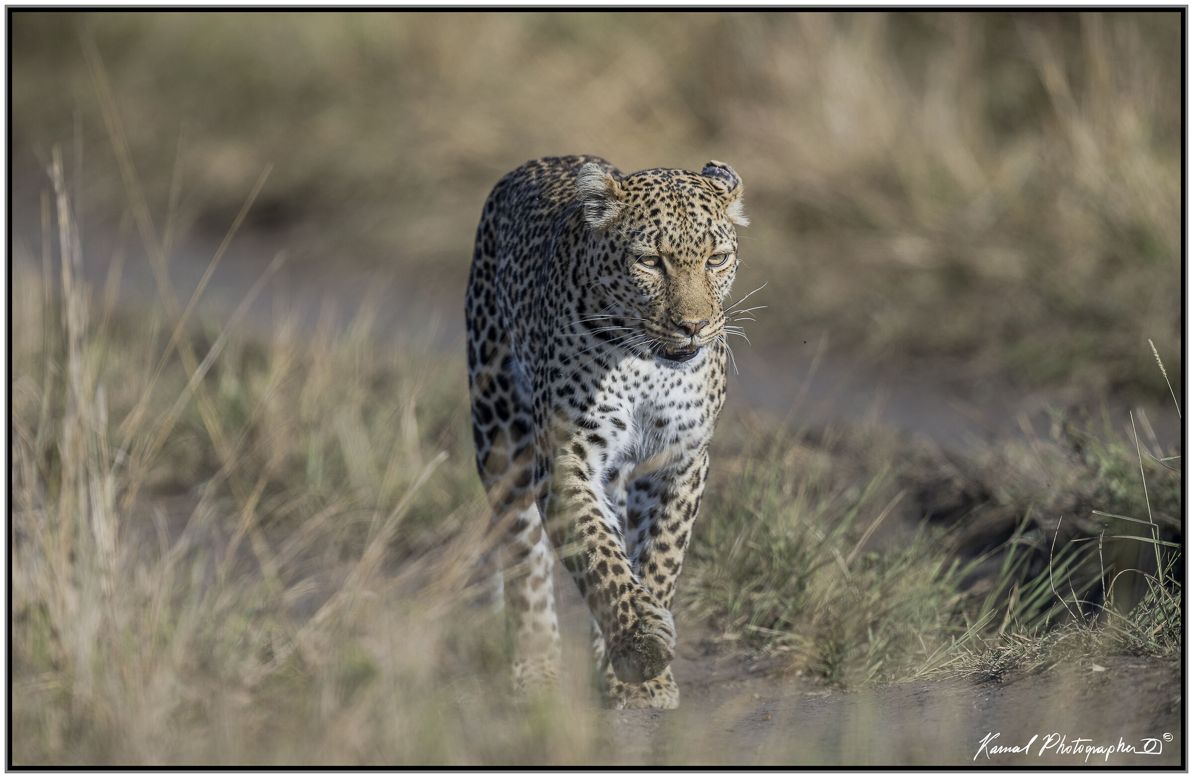 Panthera pardus