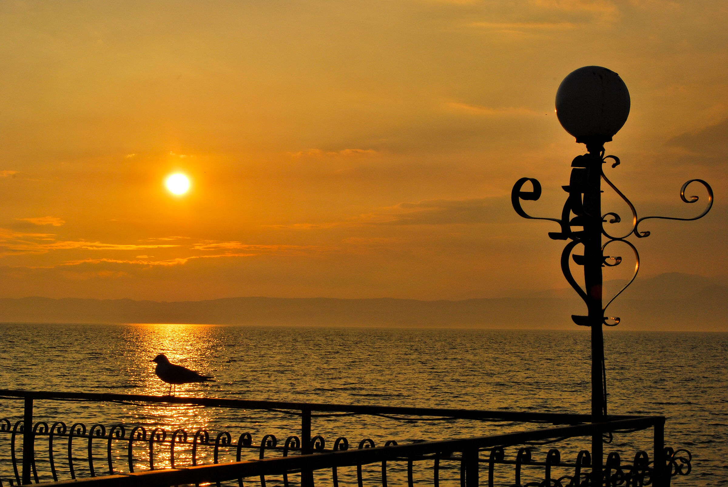 Seagull at sunset - Torri del Benaco