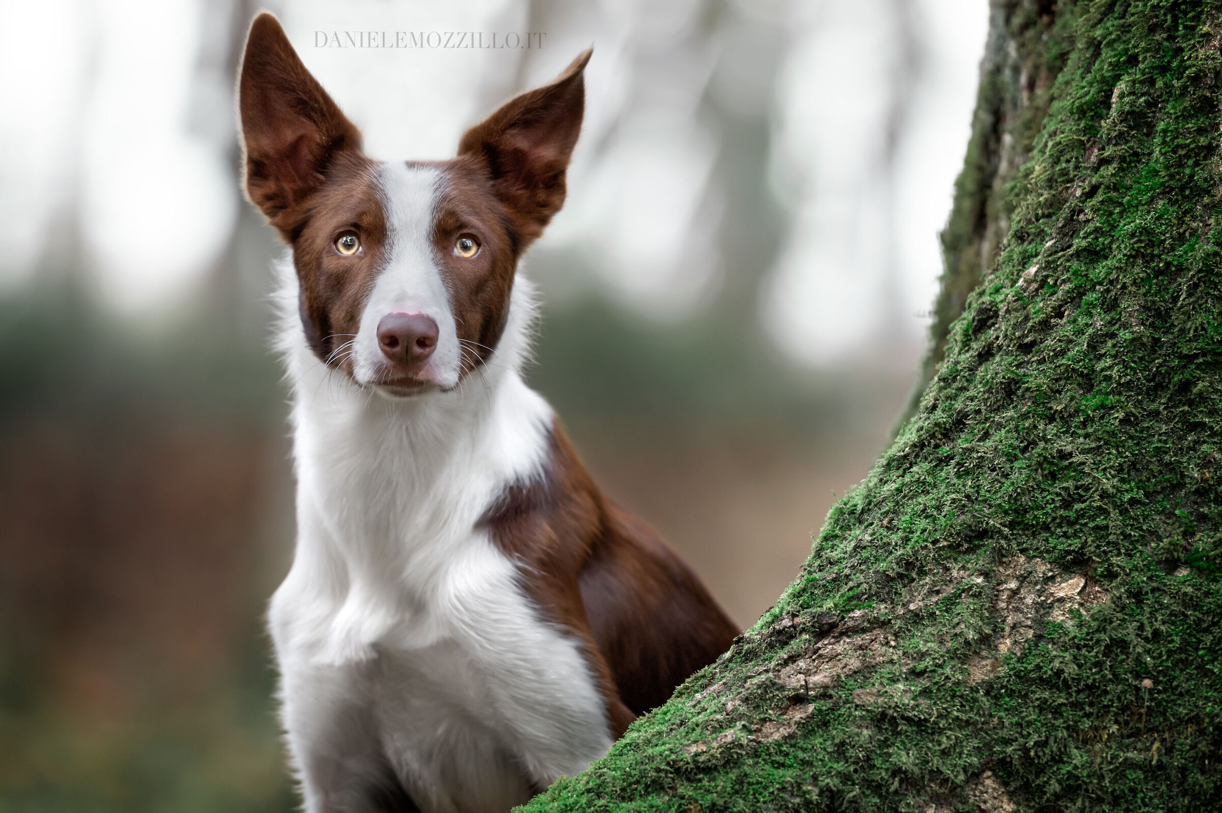 Seth the Magnificent