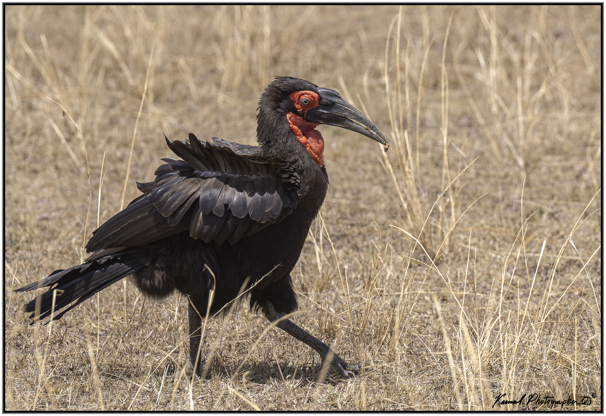 Bucorvus leadbeateri