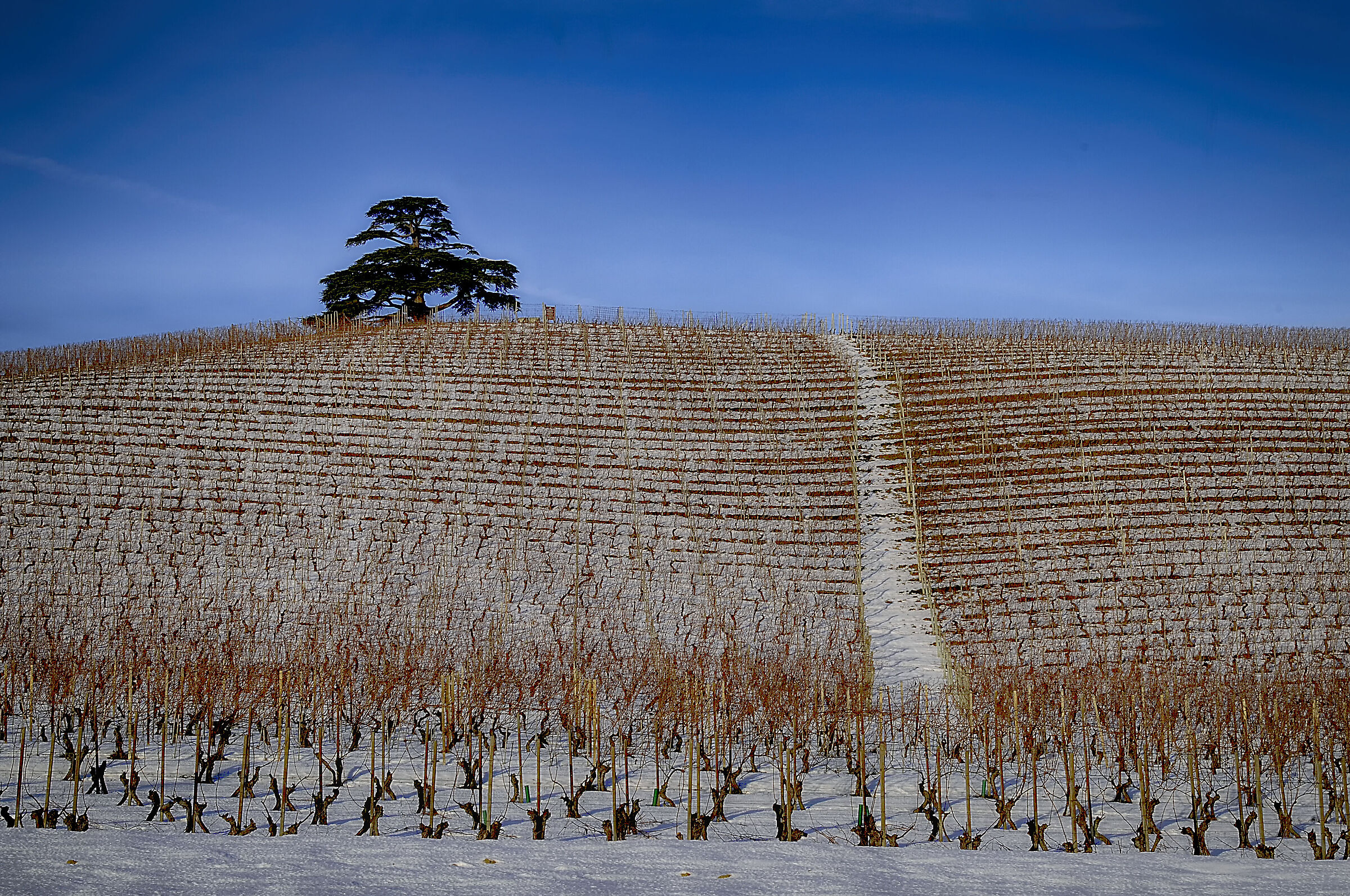 cedro del libano,langhe