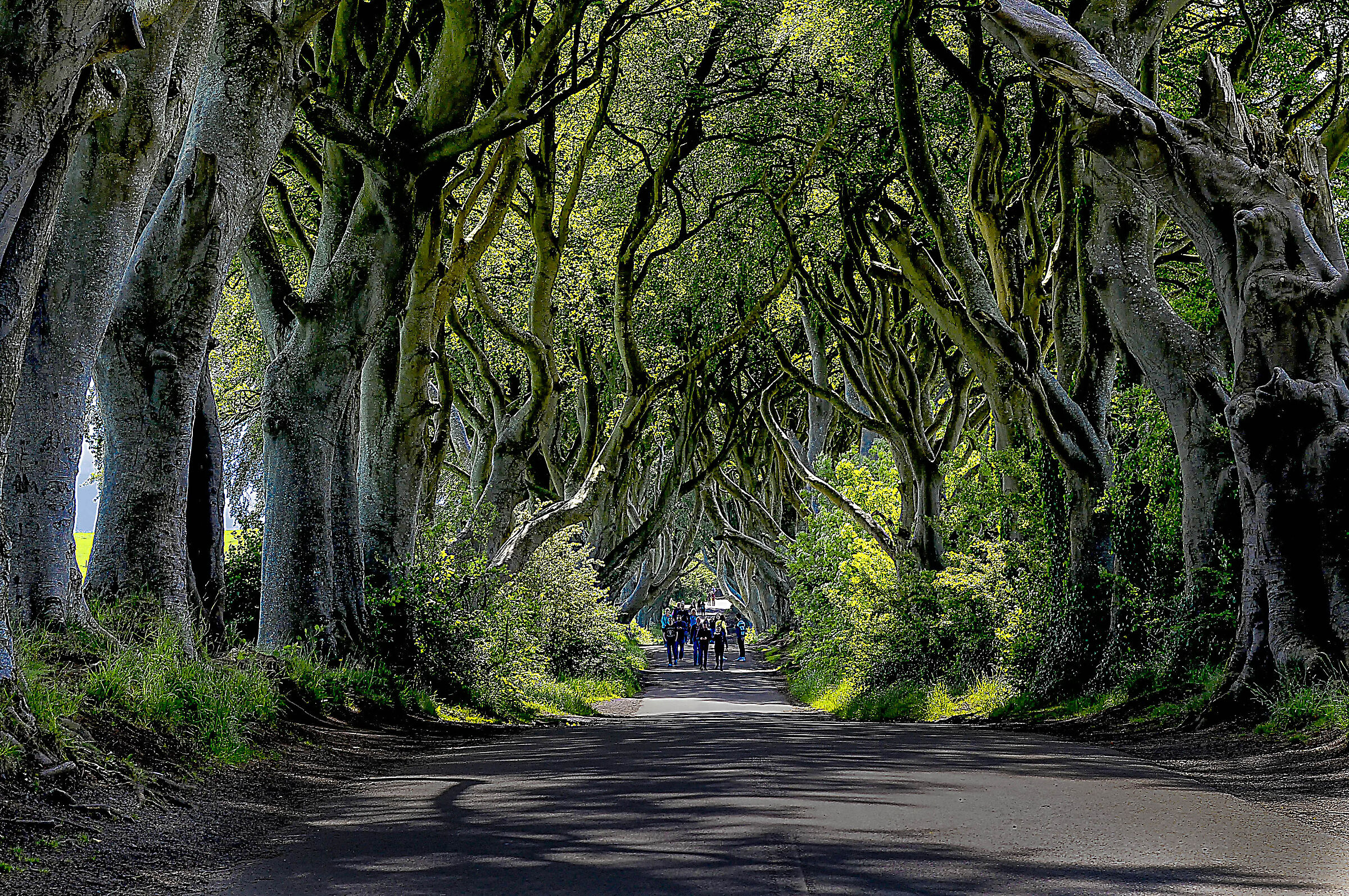 dark hedges,irlanda