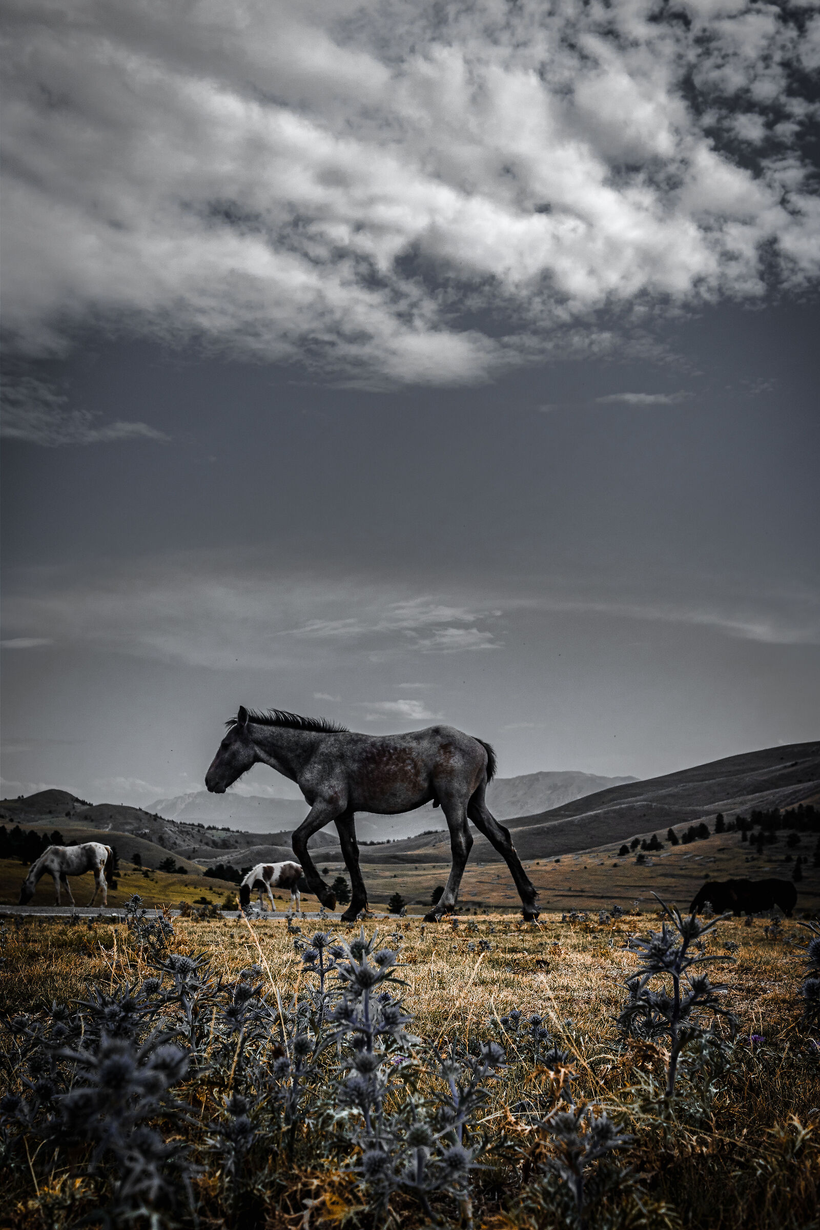 Wild Horses