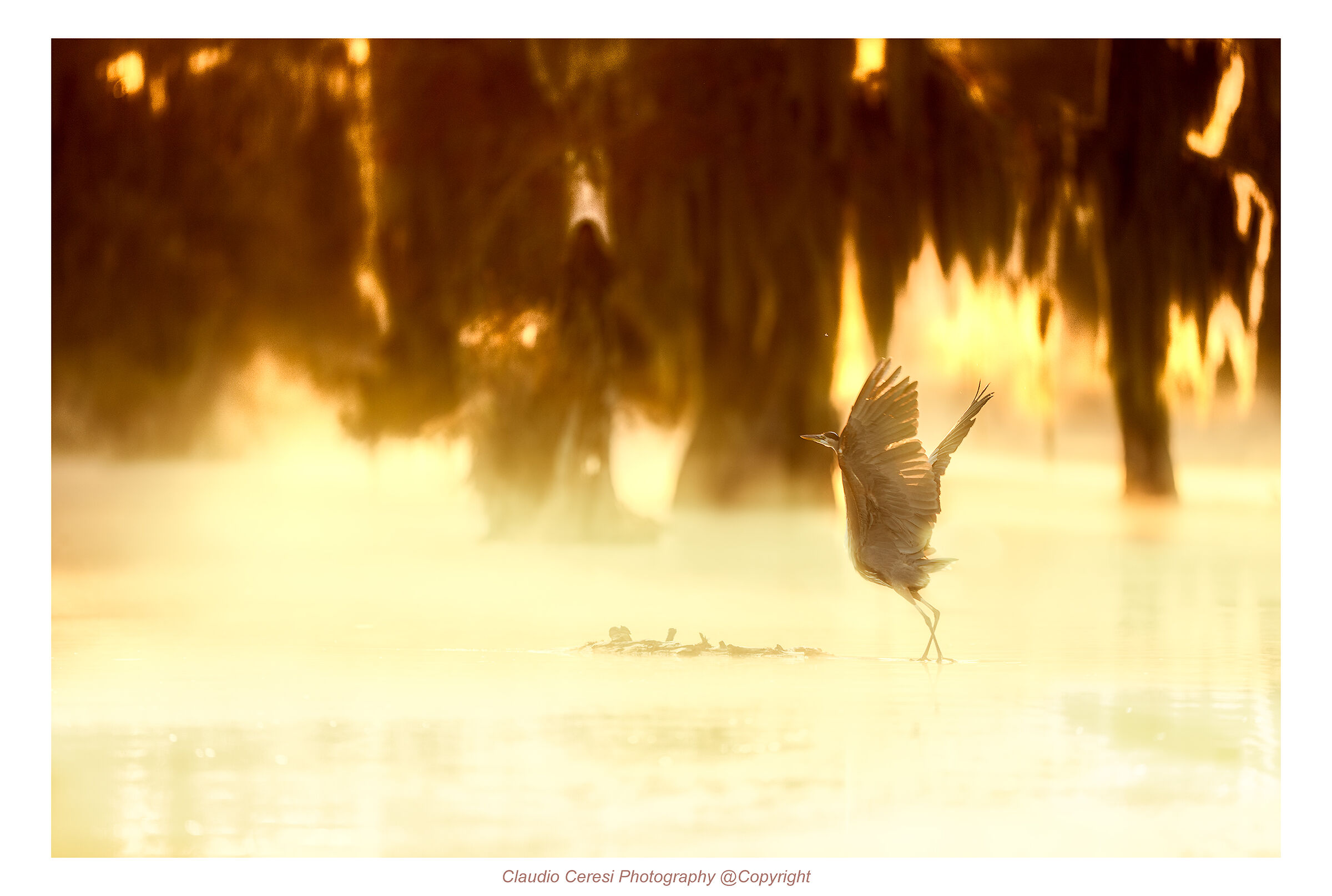 Detachment of the blue heron at dawn in the mist
