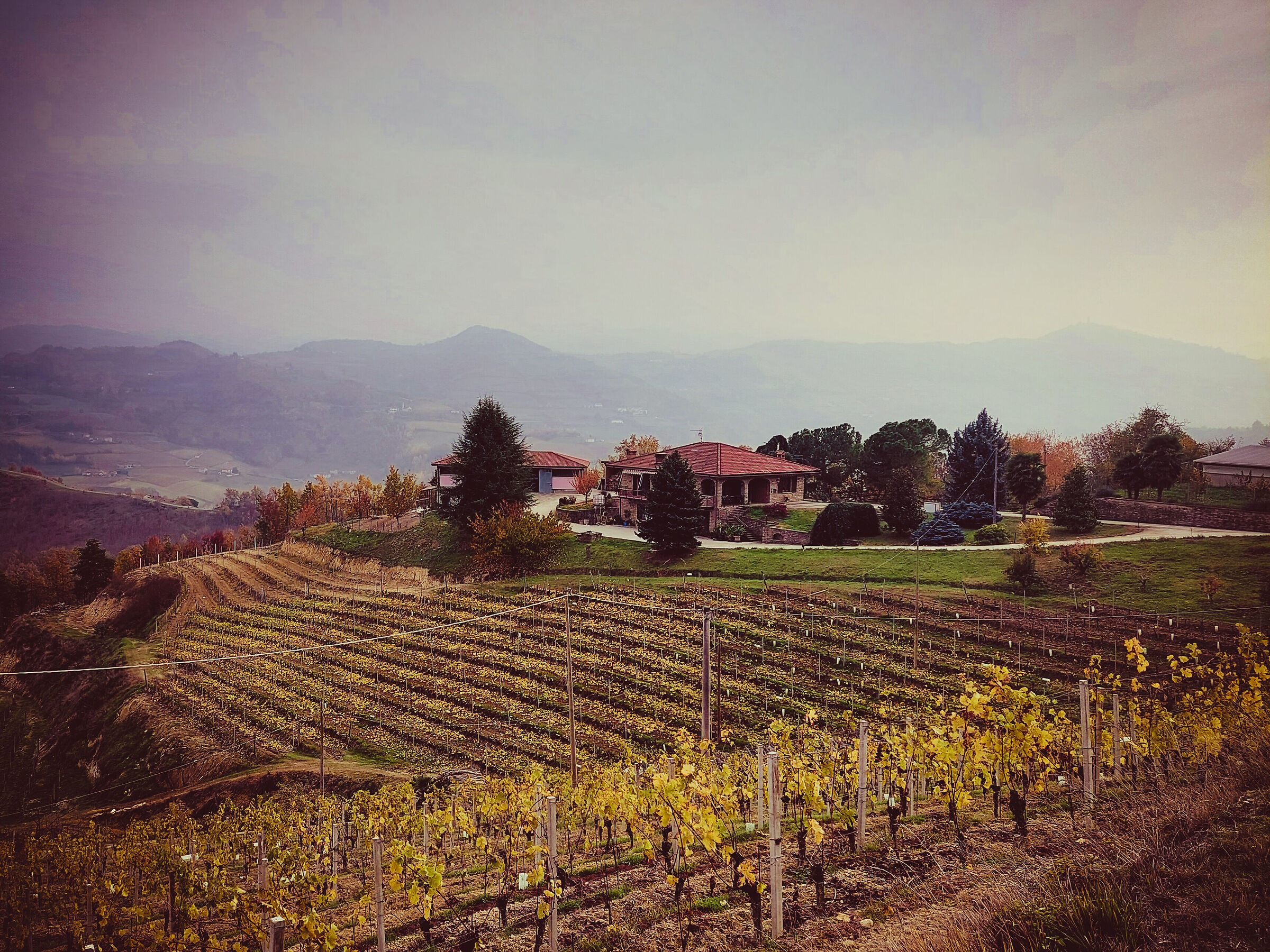 Moscato Hills