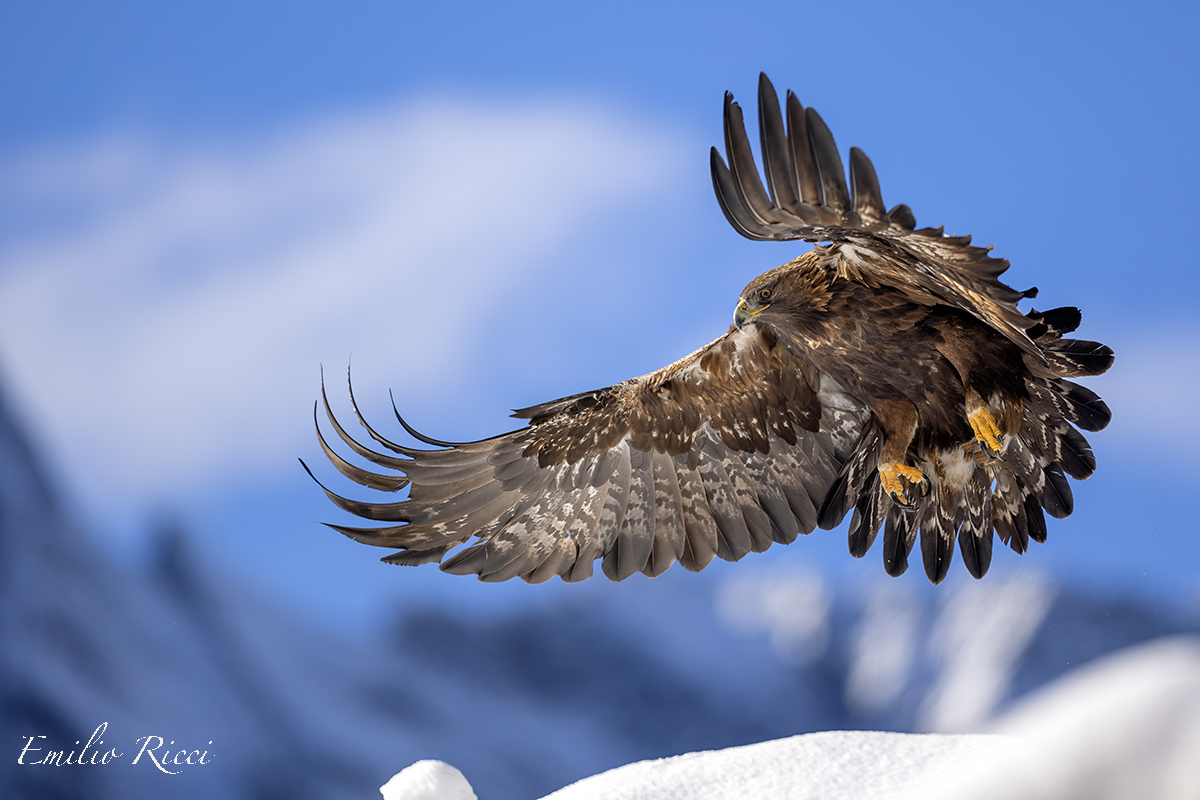Golden eagle Italian Alps