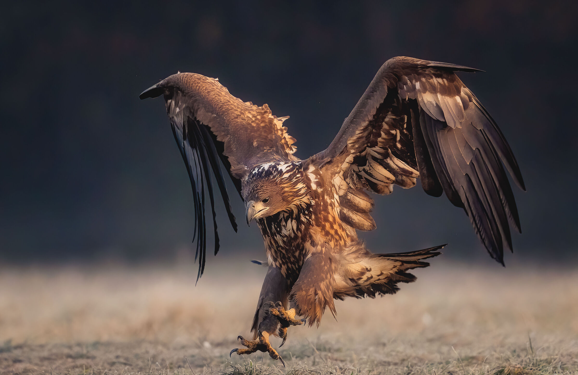 Landing... Young sea eagle