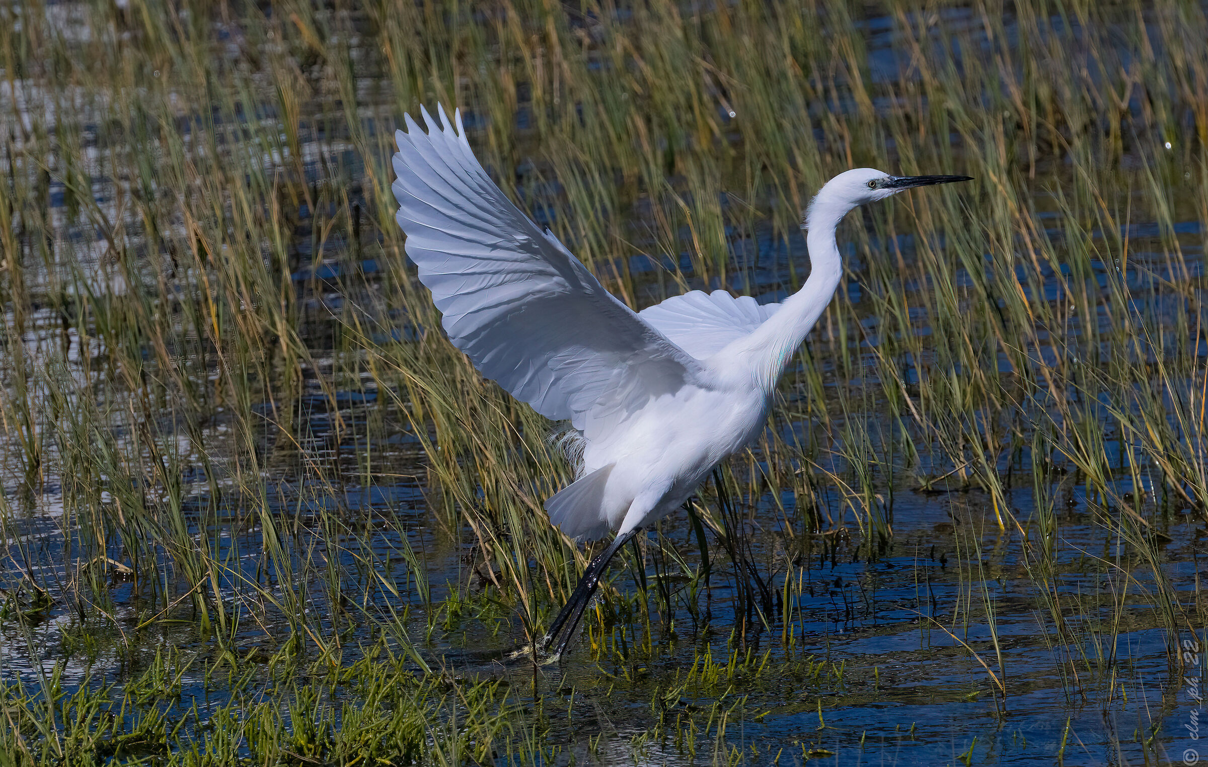 Egret (South African) departing
