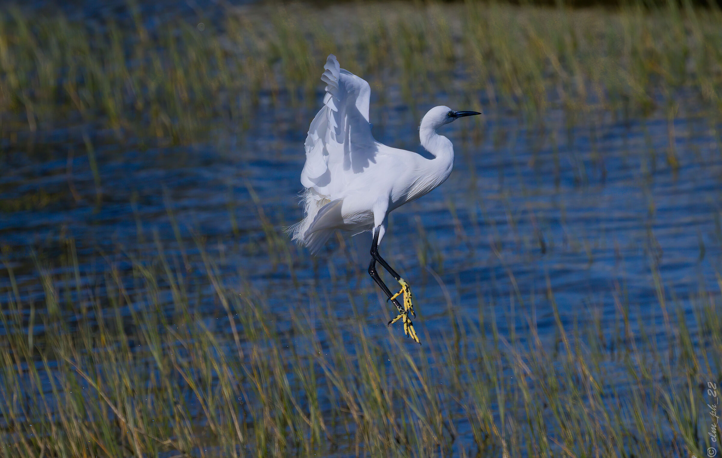 Egret (South African) departing