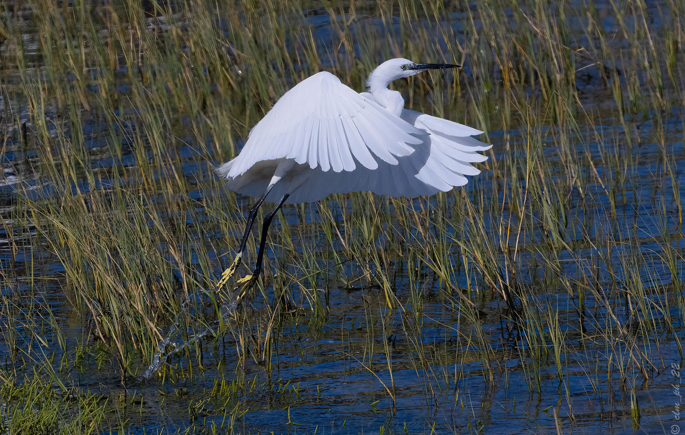 Egret (South African) departing