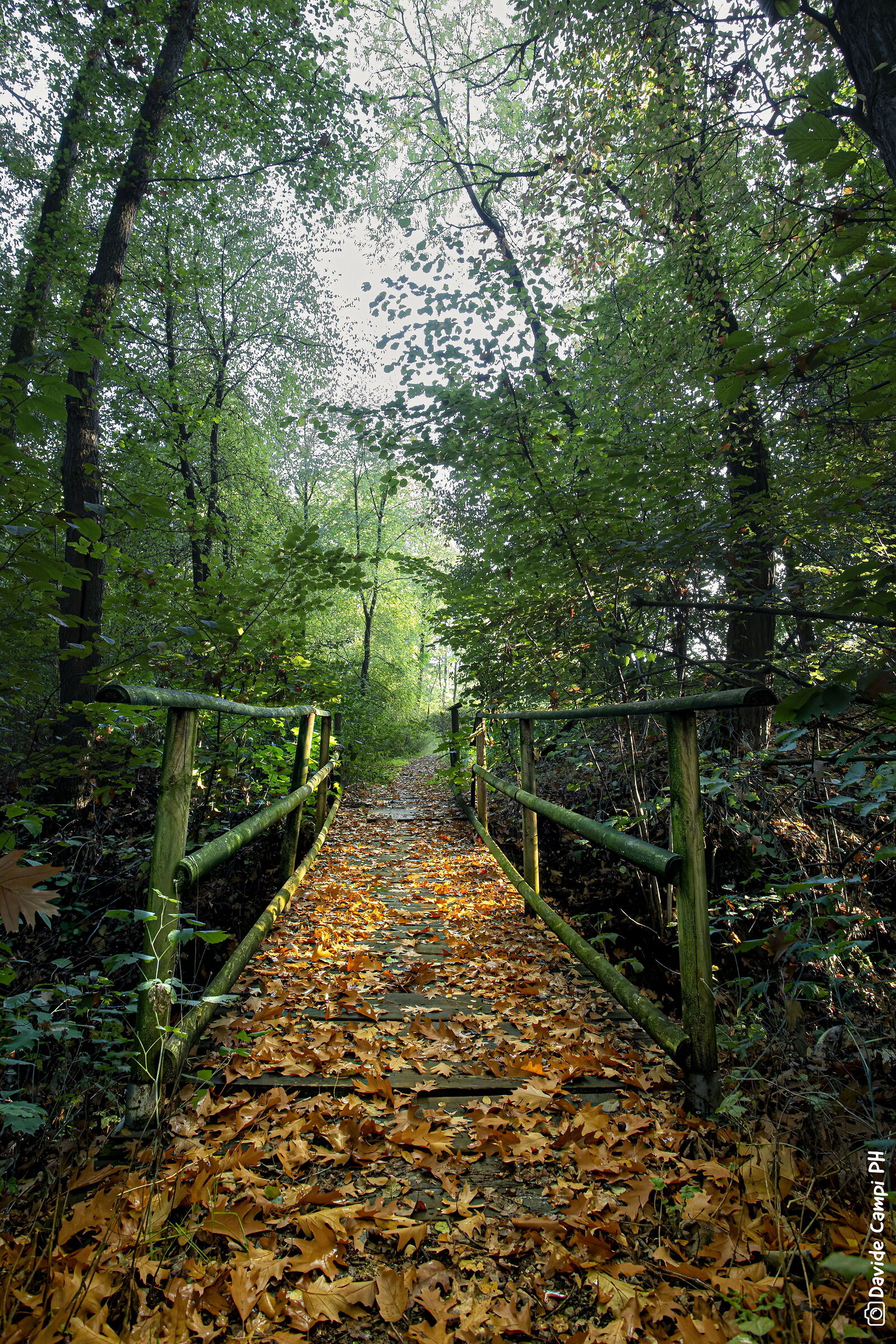 Golden bridge to autumn