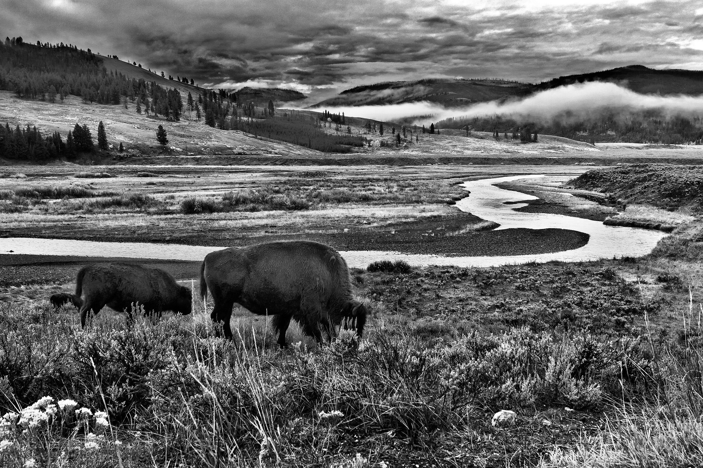Bisonti (Bison bison), Buffalos