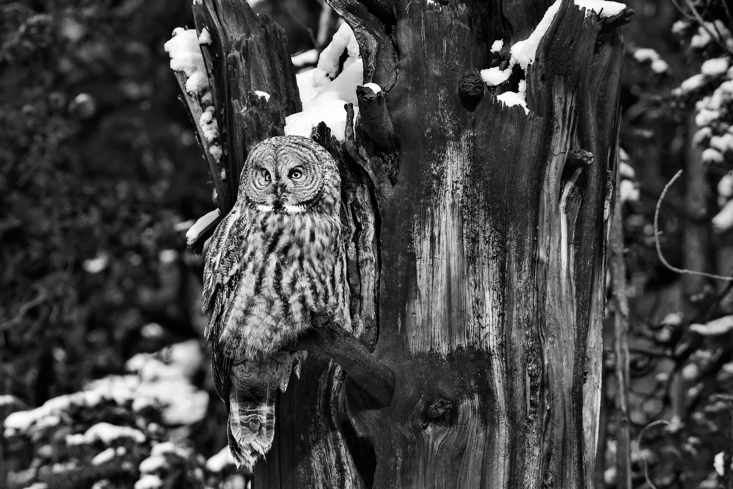 Allocco di Lapponia (Strix nebulosa), Great Grey Owl