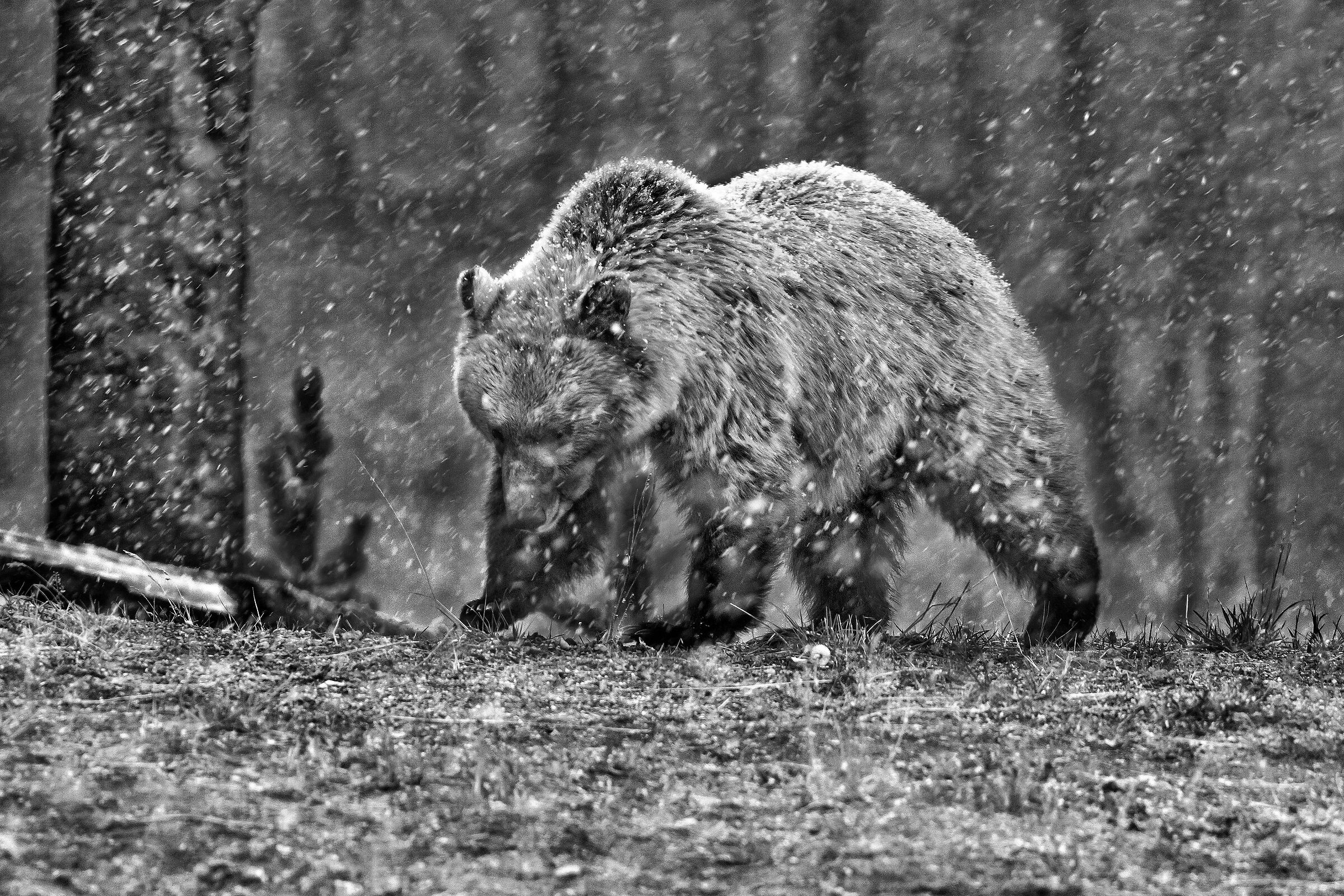 giovane Grizzly (Ursus arctos)