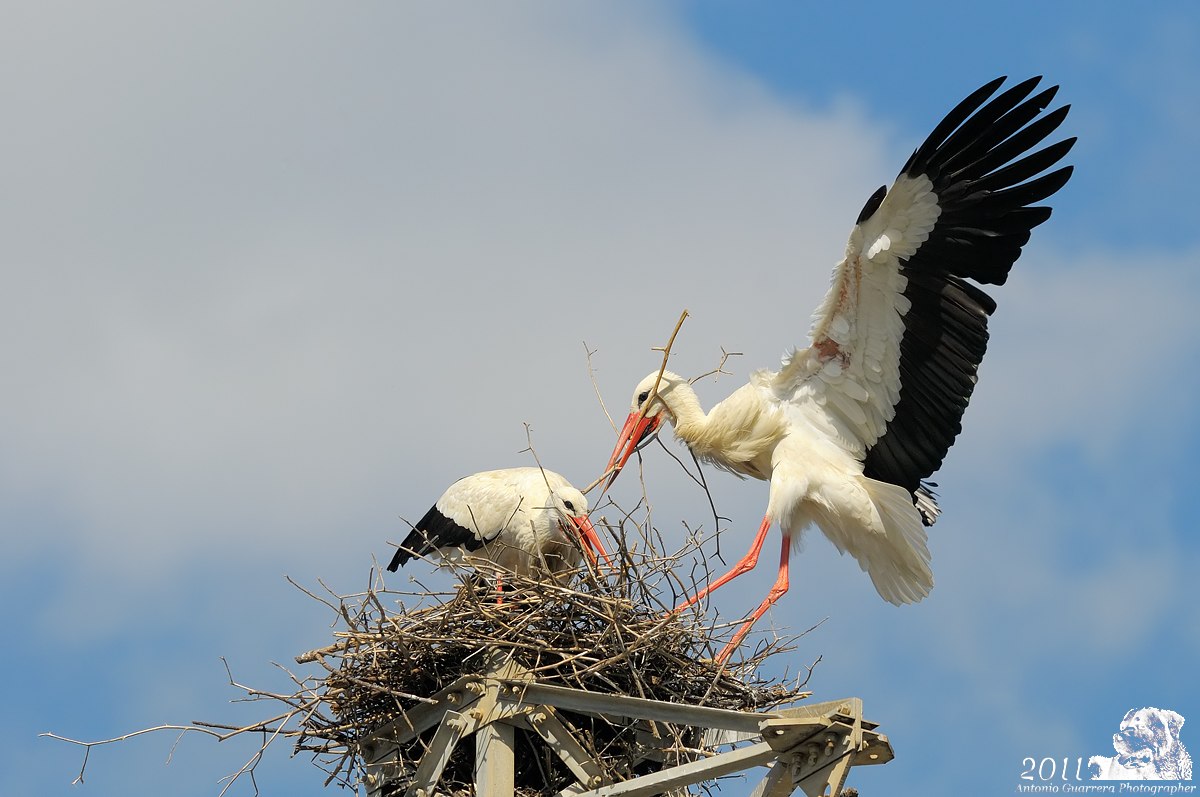 Storks preparing home